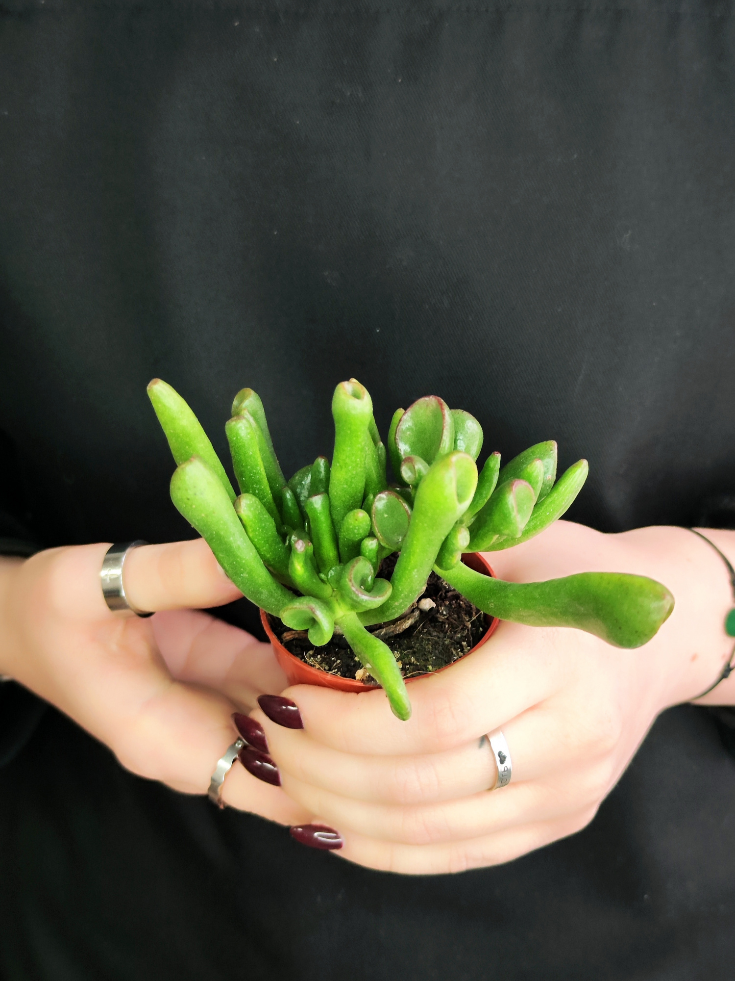 Крассула Корал (Crassula Coral) D5см