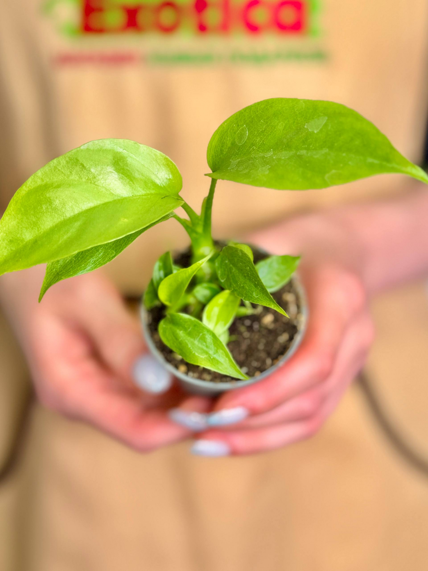 Монстера Минима (Monstera Minima) D6см