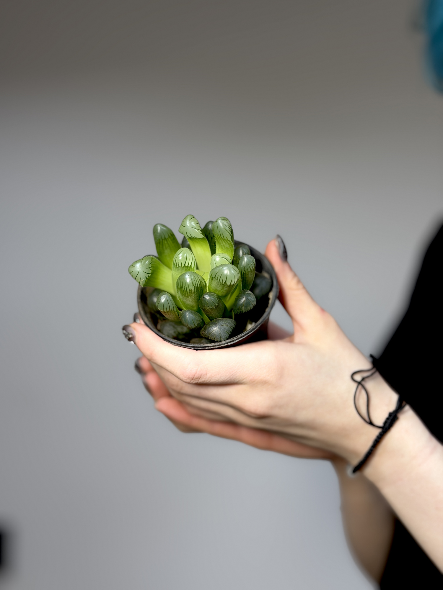 Хавортия Купера (Haworthia Cooperi) D7см