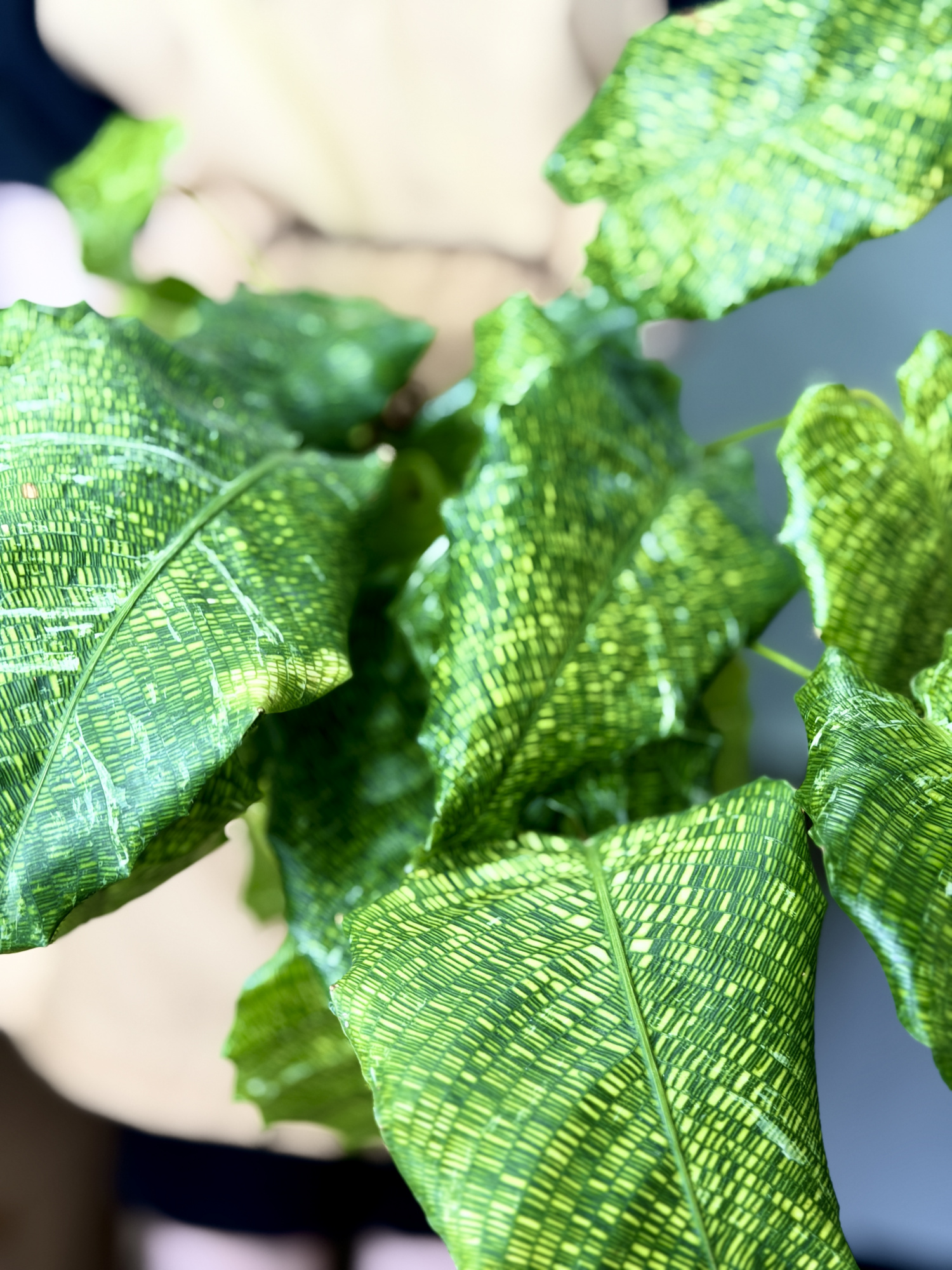 Калатея Мозаика Вариегата, или Нетворк Мозаичная (Calathea Musaica Variegata) D10см