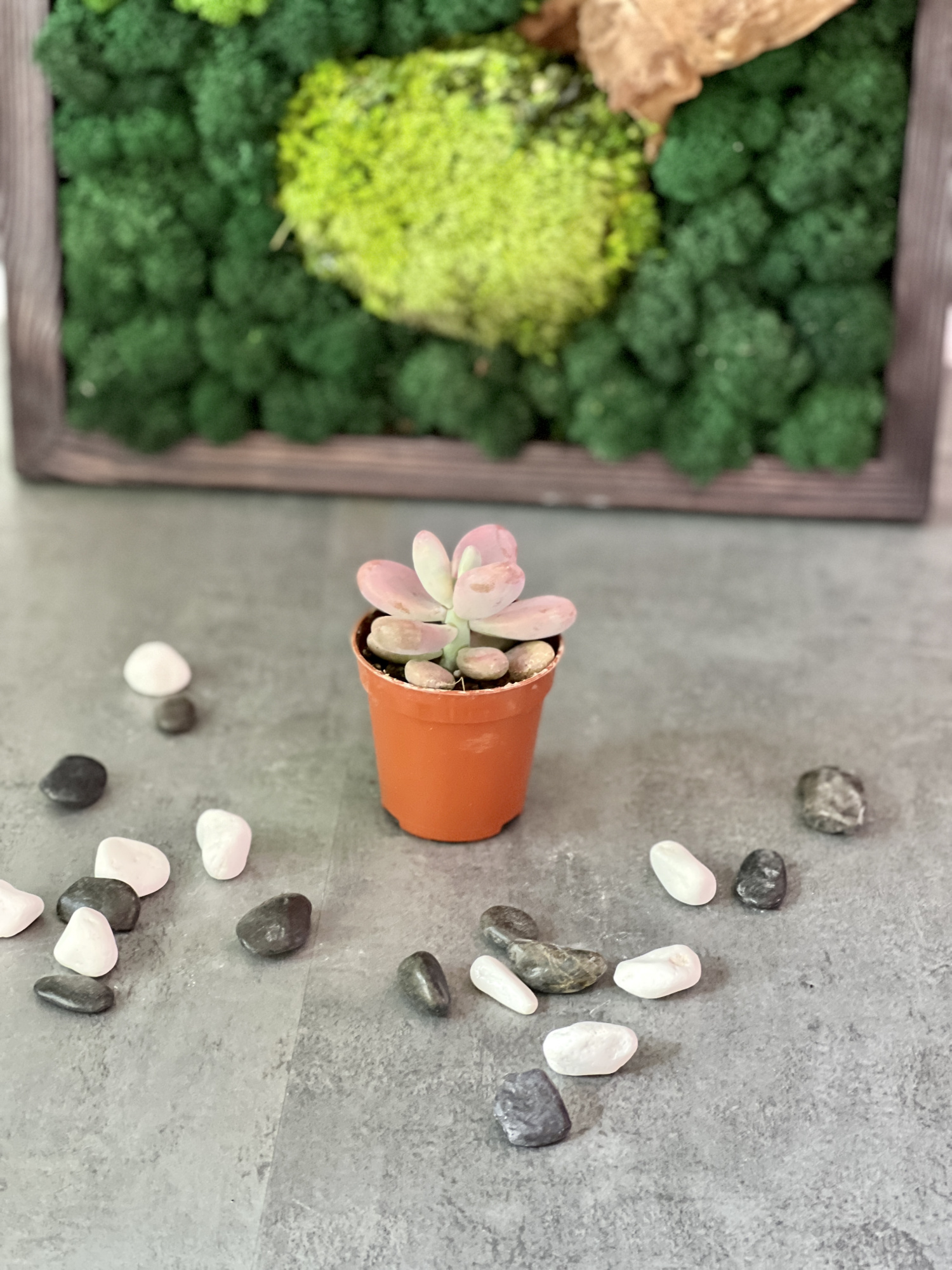 Пахифитум Момобиджин (Pachyphytum Momobijn) D5см