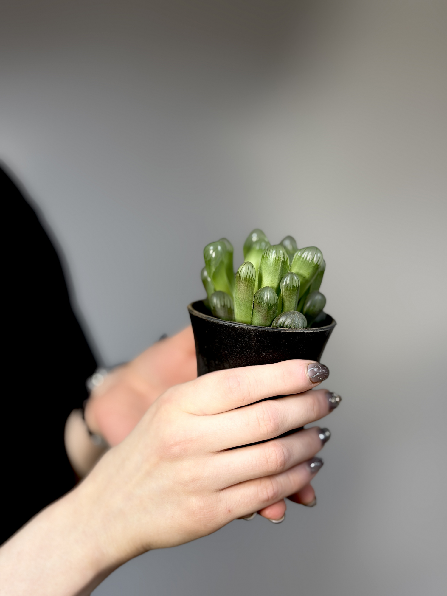 Хавортия Купера (Haworthia Cooperi) D7см
