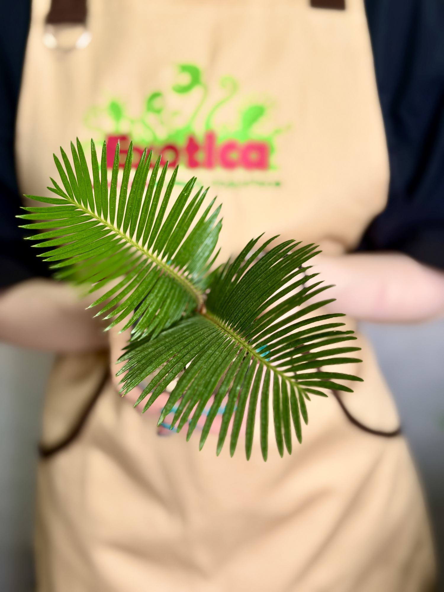 Цикас Революта, или Саговник Поникающий (Cycas Revoluta) D7см