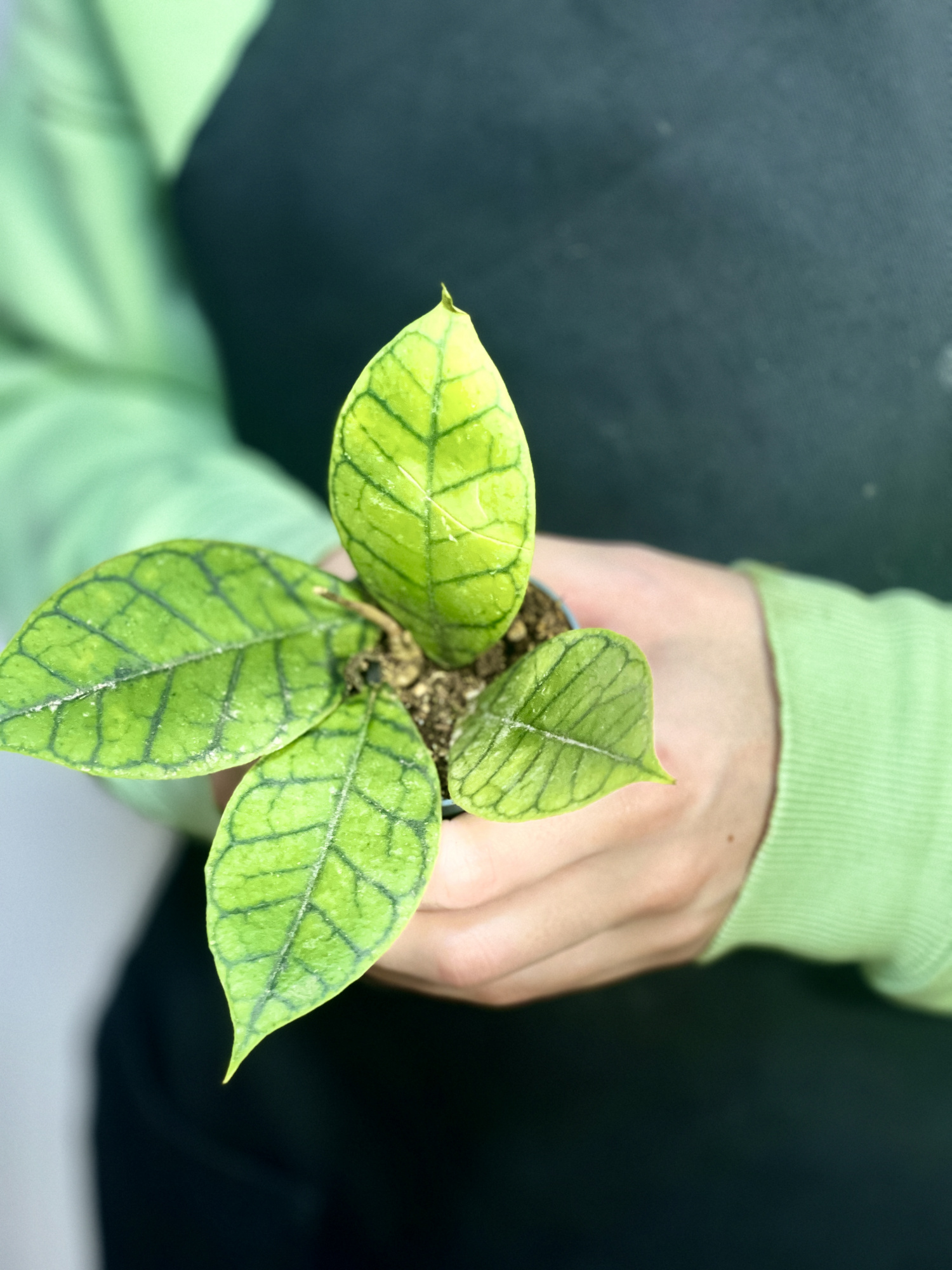 Хойя Каллистофилла Блэк Кэт (Hoya Callistophylla Black Cat) D6см
