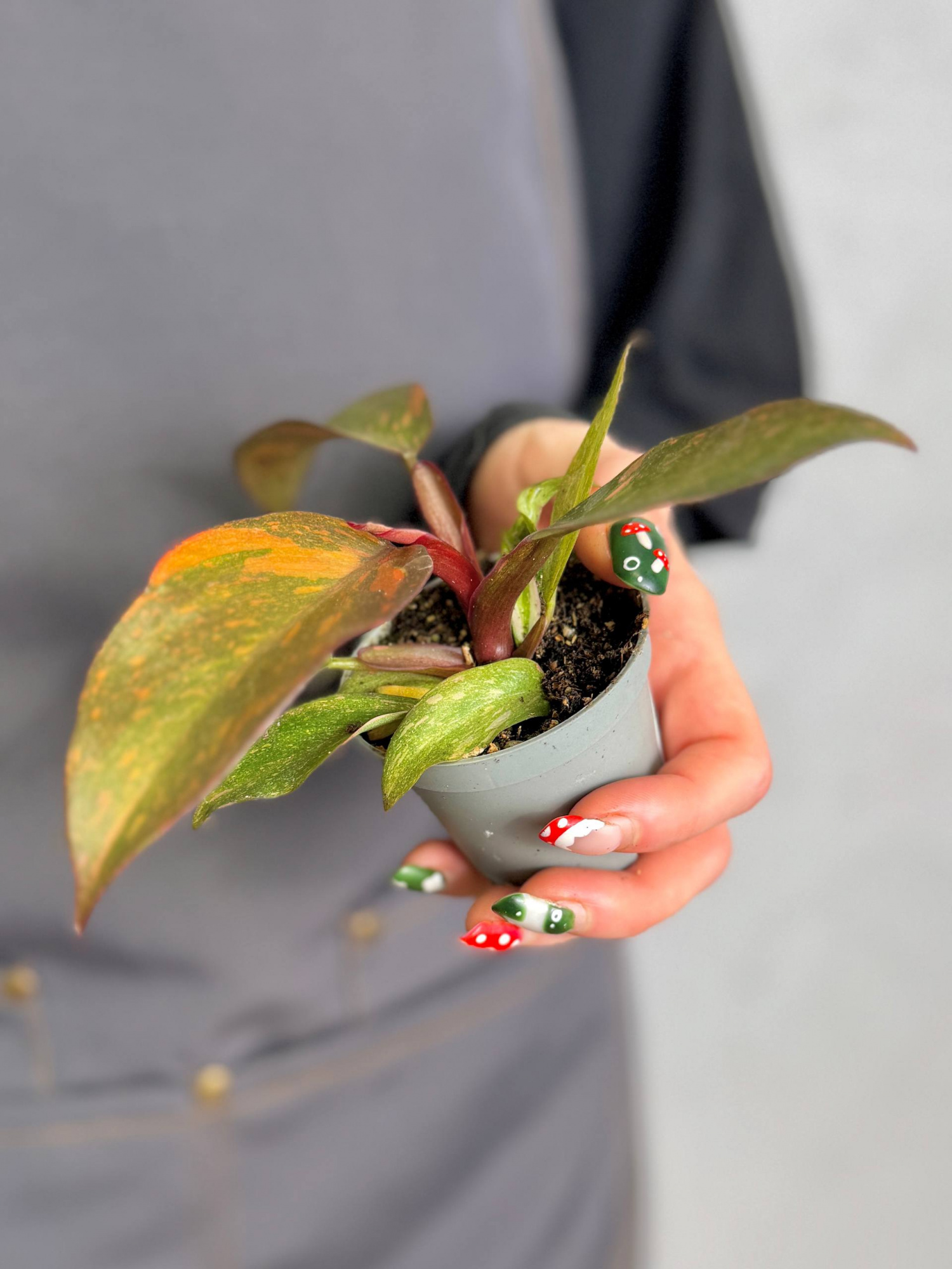 Филодендрон Оранжевая Принцесса (Philodendron Orange Princess) D6см