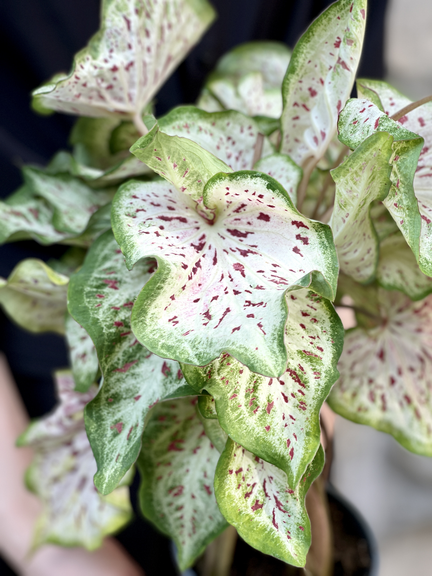 Каладиум Мисс Муффет (Caladium Miss Muffet) D12см