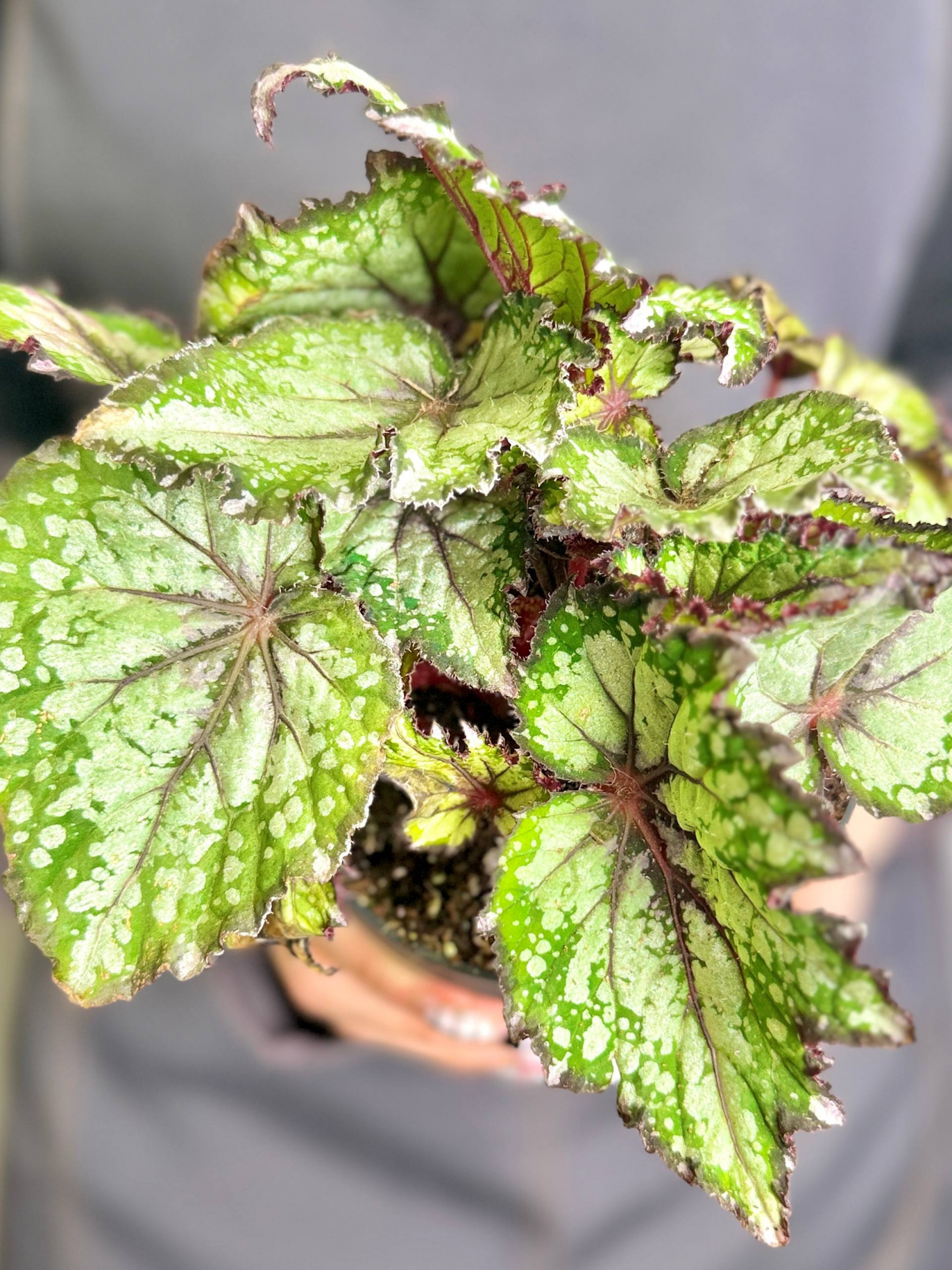 Бегония Рекс Бостелла (Begonia Rex Bostella) D12см