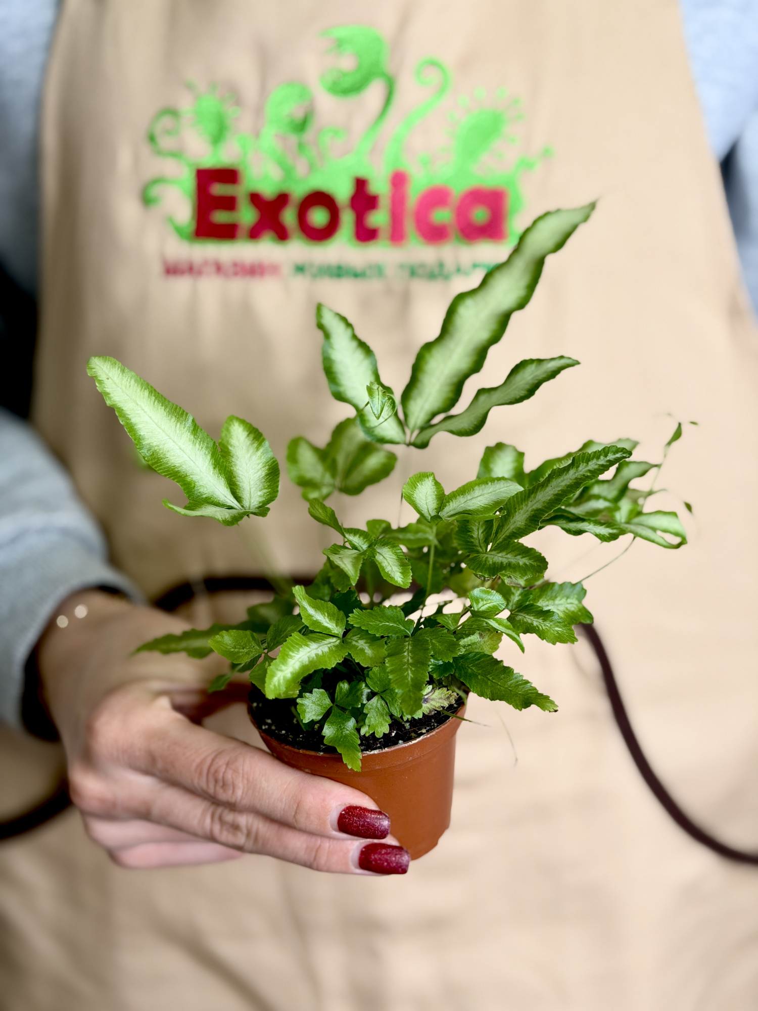 Птерис Критский Альболинеата (Pteris Cretica Albolineata) D7см