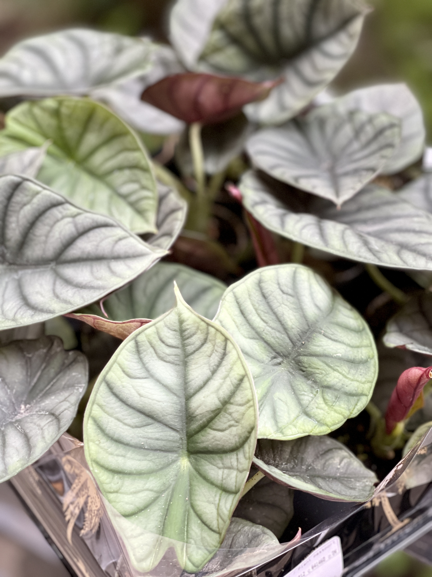 Алоказия Сильвер Небула (Alocasia Silver Nebula) D6см