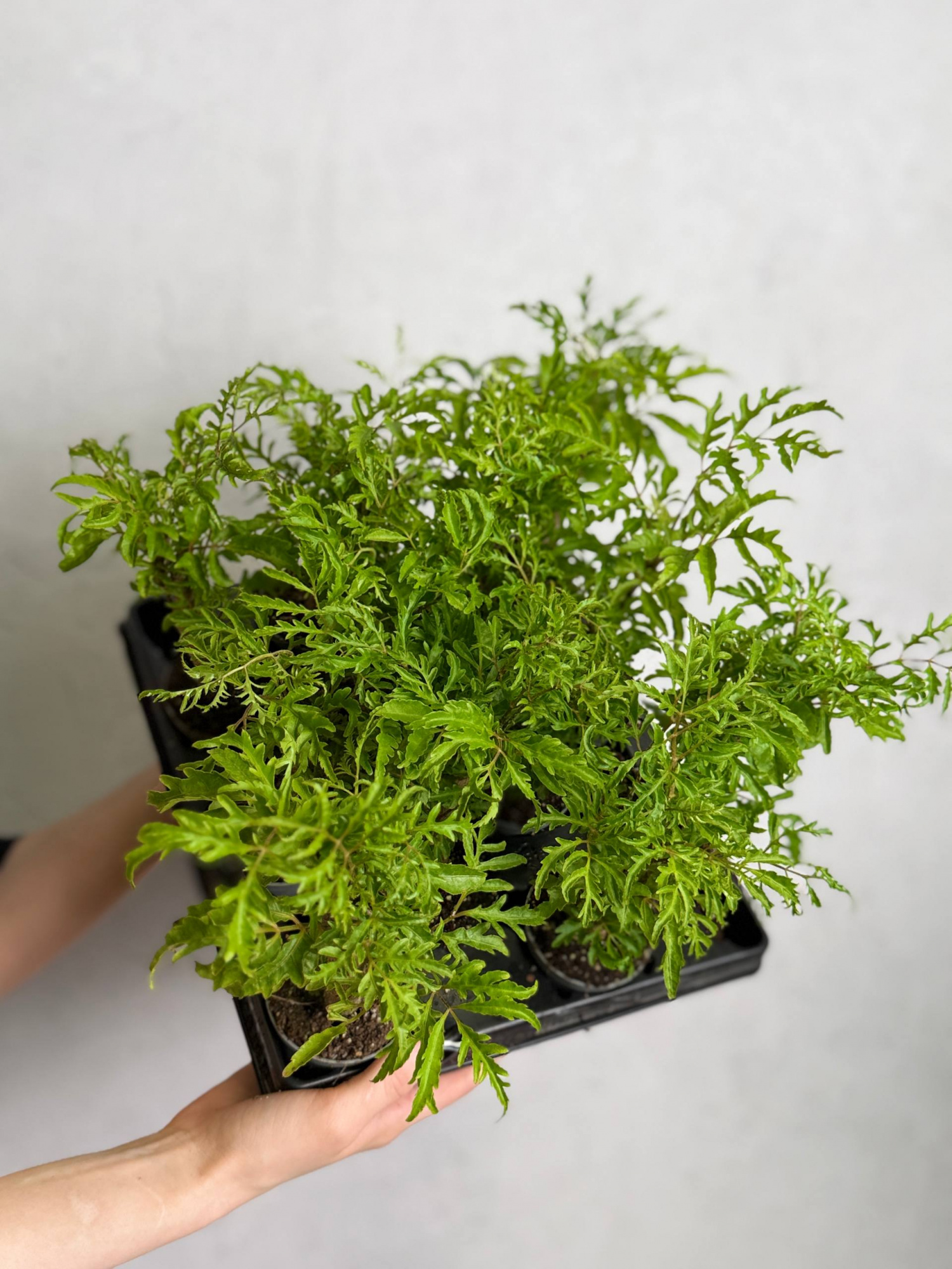 Полисциас Папоротниколистный (Polyscias Filicifolia) D6см