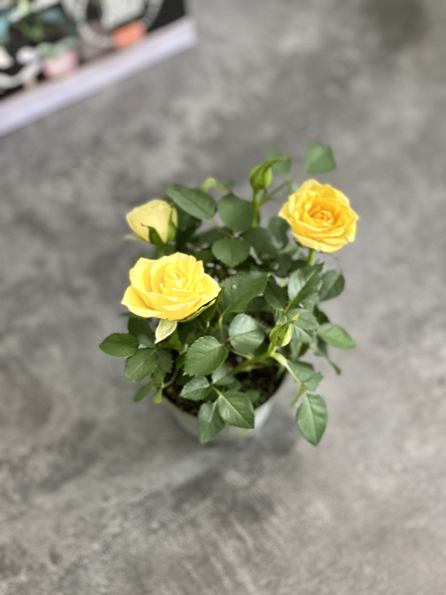 Роза Даника комнатная желтая (Rosa Danica "Yellow") D6см