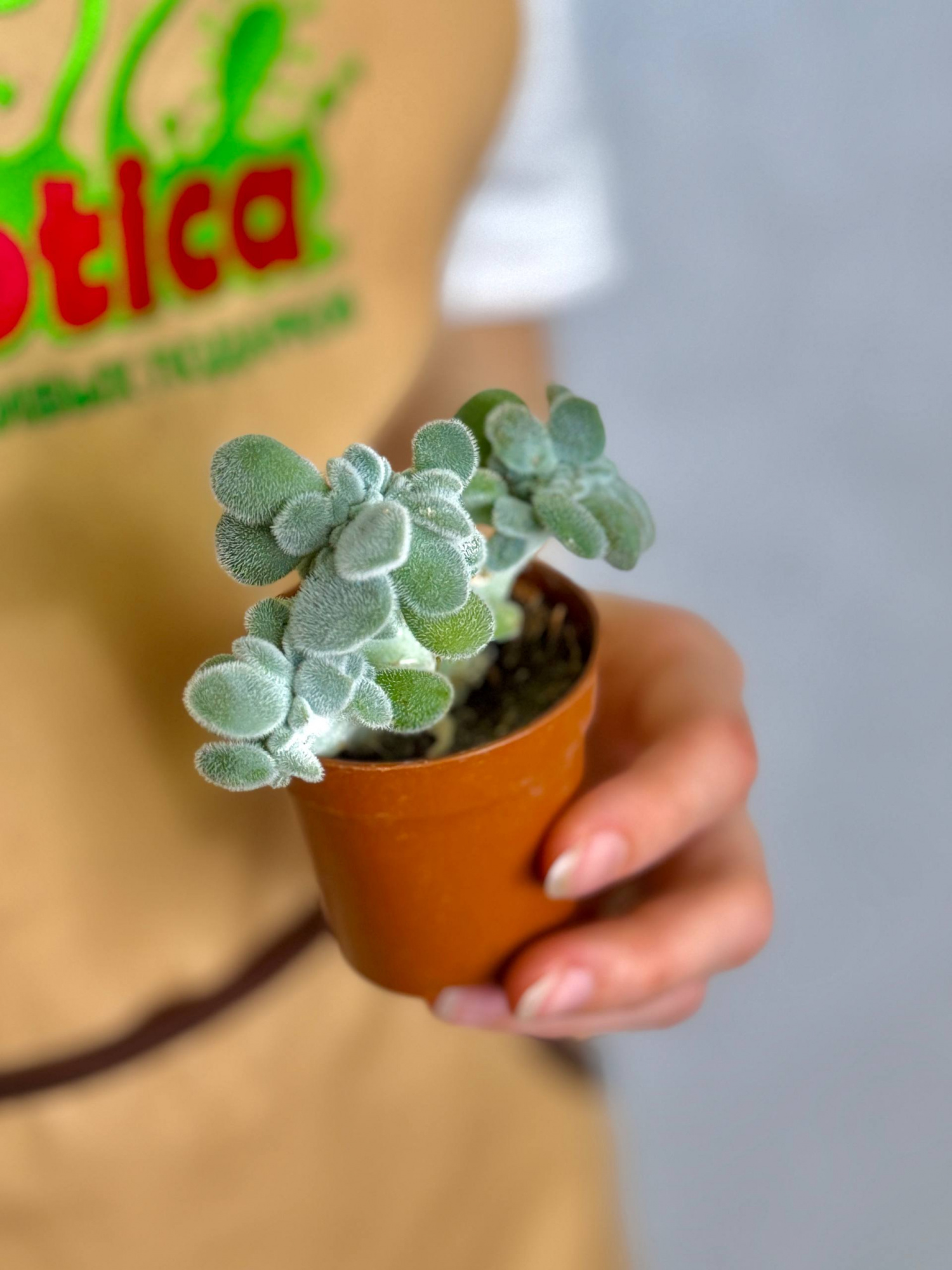 Эхеверия Пульвината Фрости Кристата (Echeveria Pulvinata Frosty Cristata) D5см