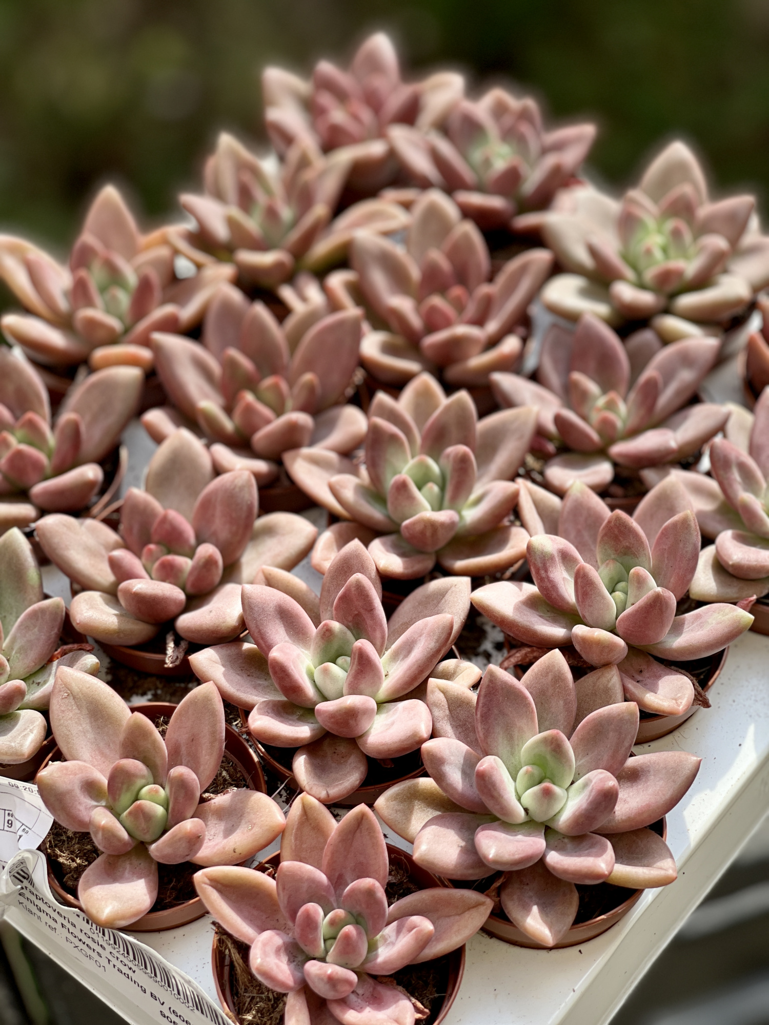 Граптоверия Рози Кроу (Graptoveria Rosie Crow) D5см