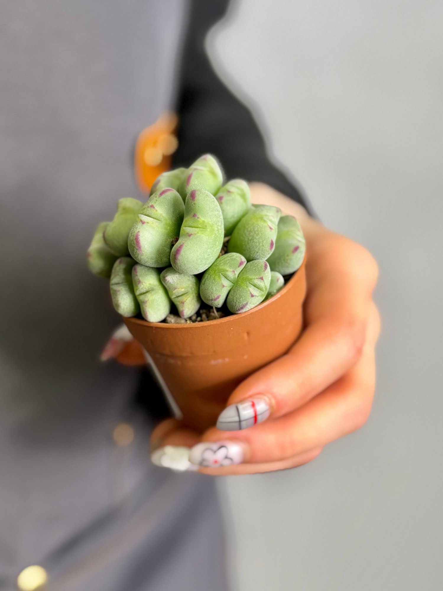 Конофитум Мейера (Conophytum meyeri) D5см