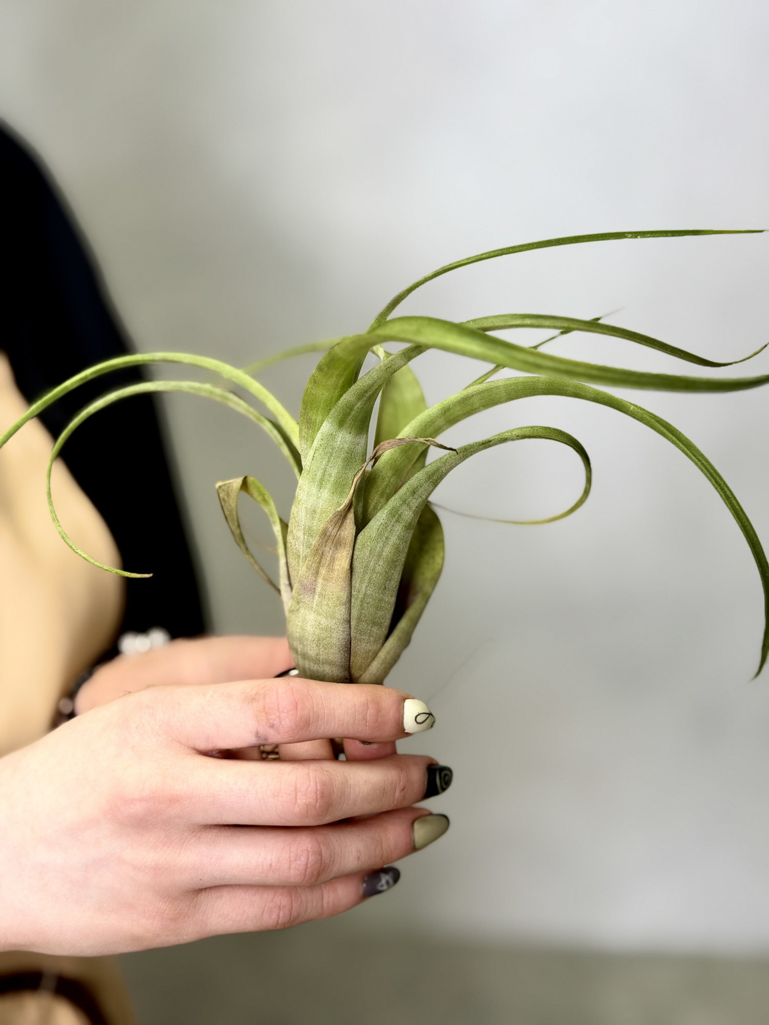 Тилландсия Суринейм (Tillandsia Suriname)