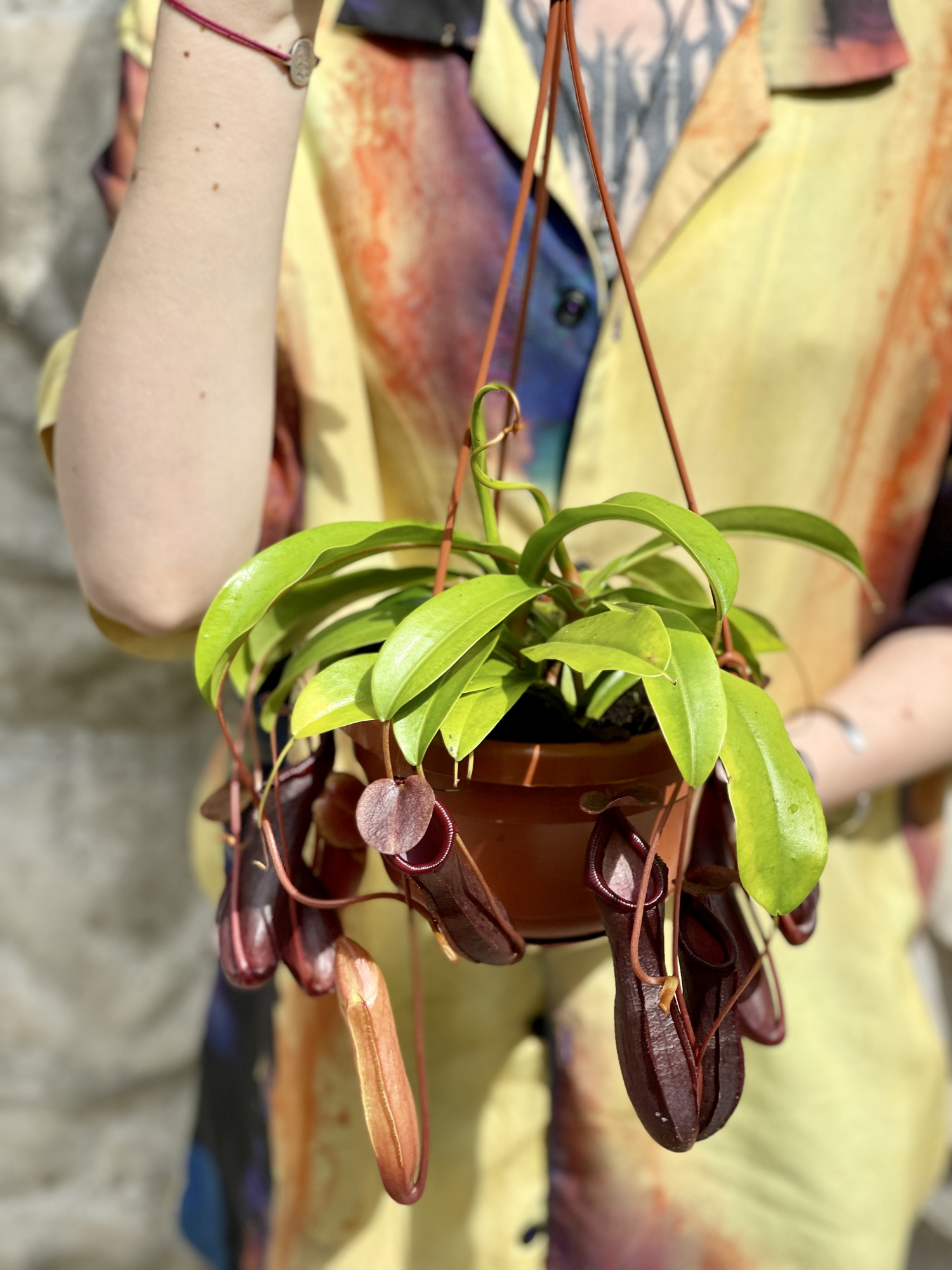 Непентес Алата (Nepenthes Alata) D14см в подвесном кашпо