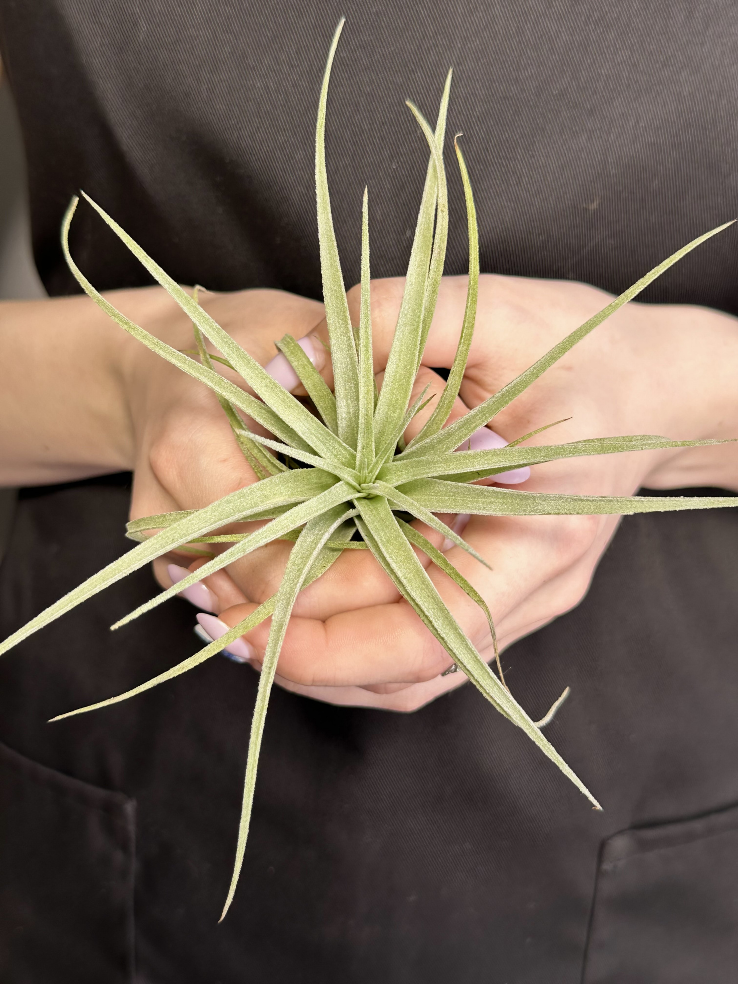 Тилландсия Полиана (Tillandsia Pohliana)