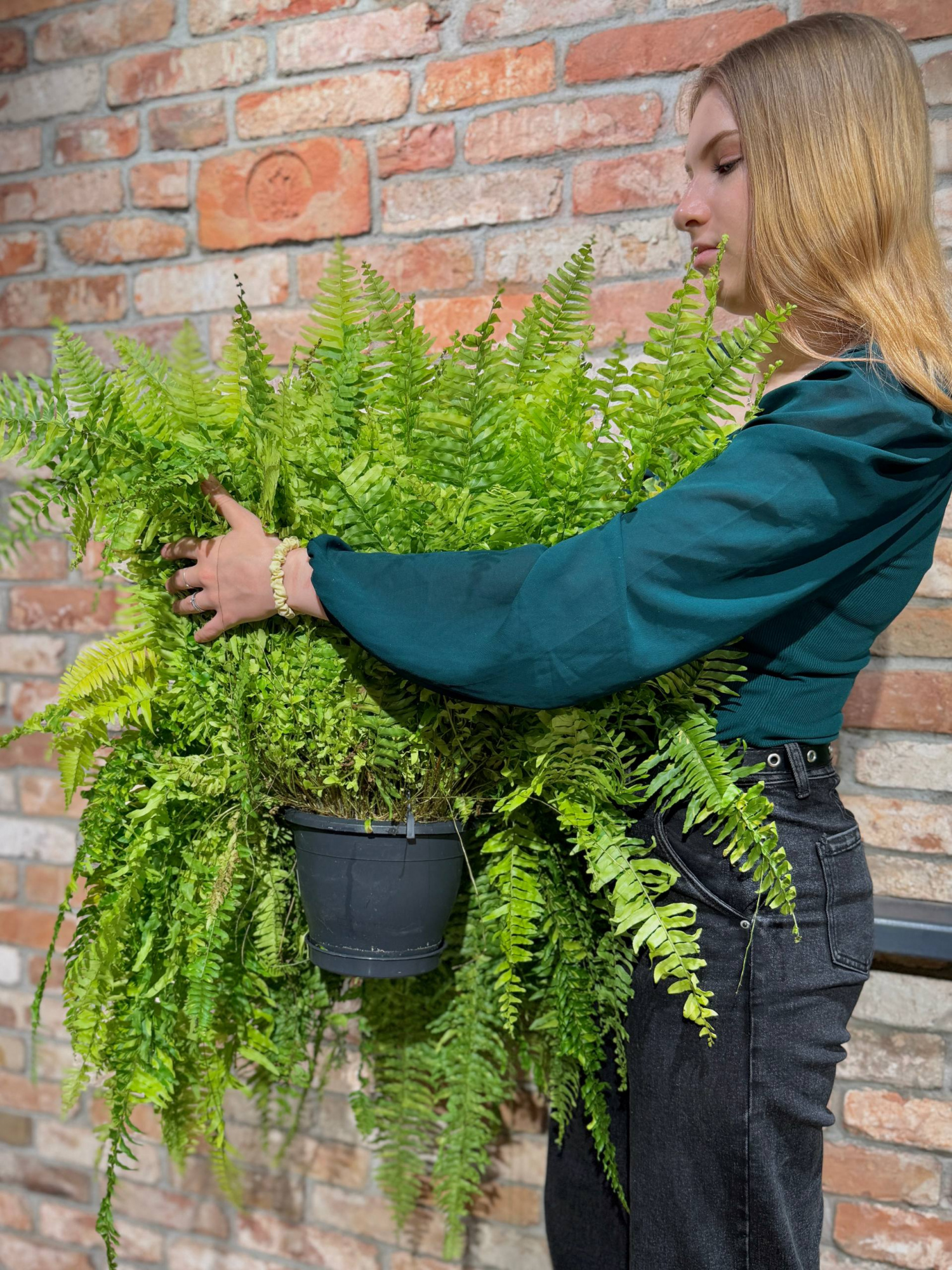 Нефролепис Тайгер Ферн Вариегатный (Nephrolepis Exaltata Tiger Fern) D20см