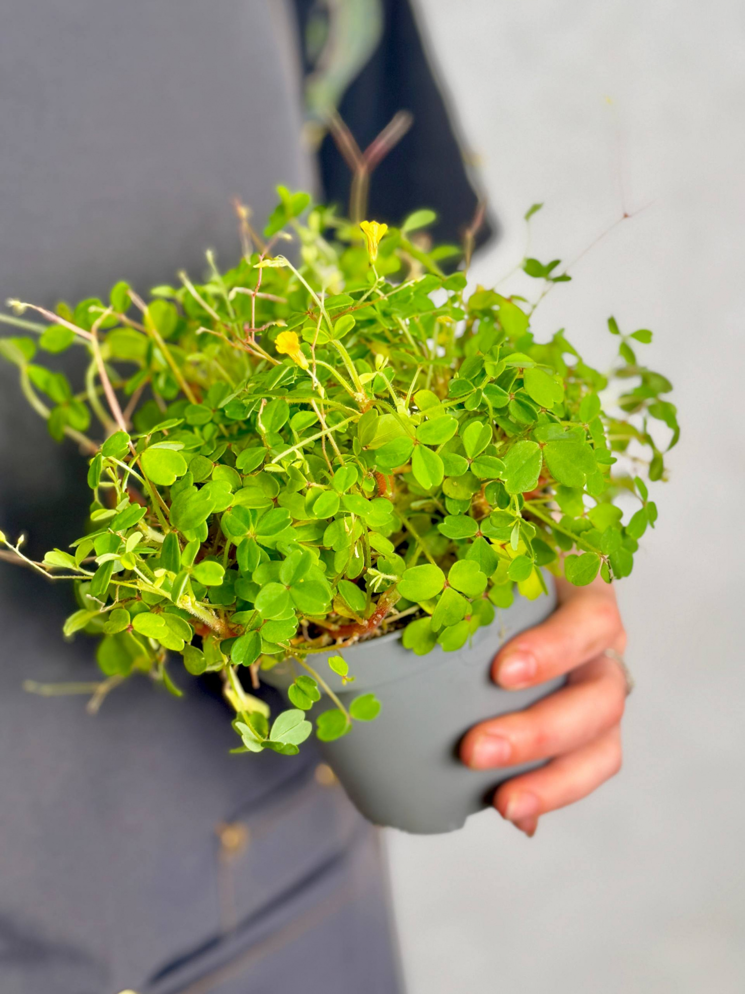 Оксалис Мегалориза, или Кислица Крупнокорневищная (Oxalis Megalorrhiza) D10см
