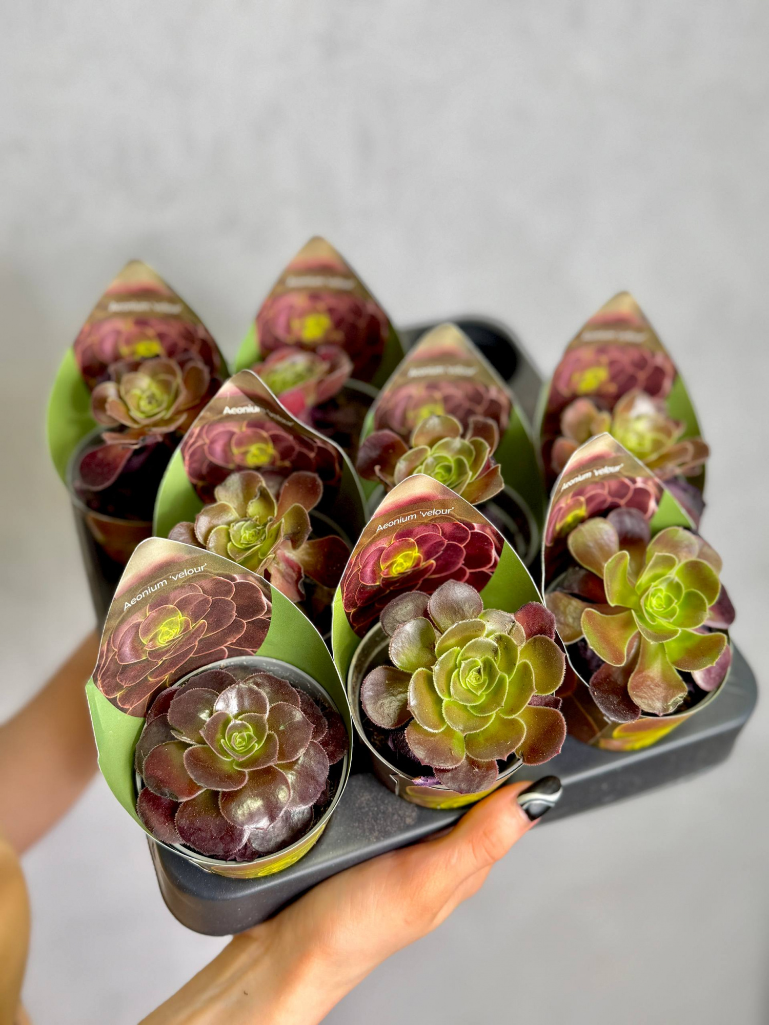 Эониум Велюр (Aeonium Velour) D6,5см