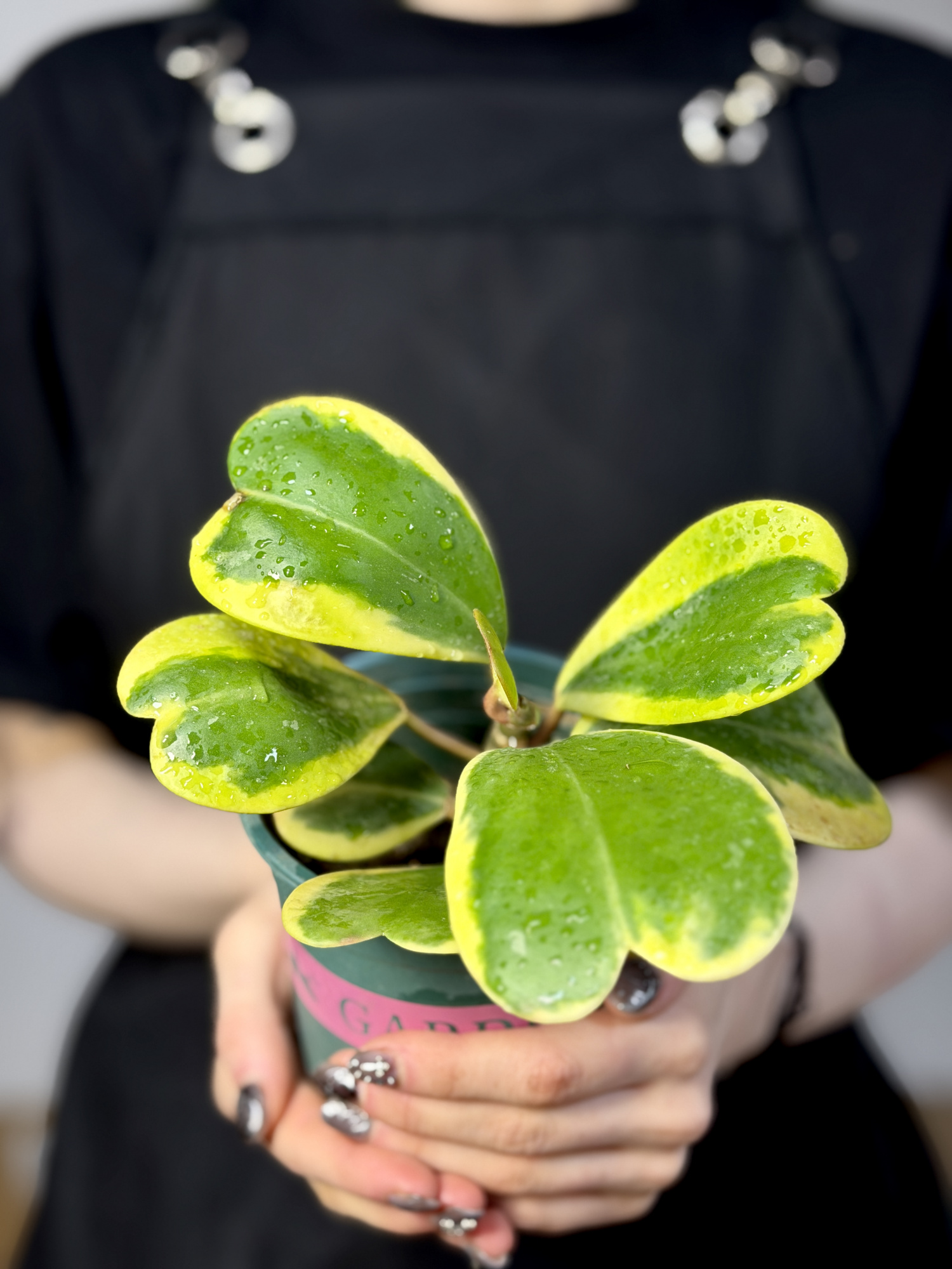 Хойя Керри Вариегатная, Куст (Hoya Kerrii Variegated) D11см