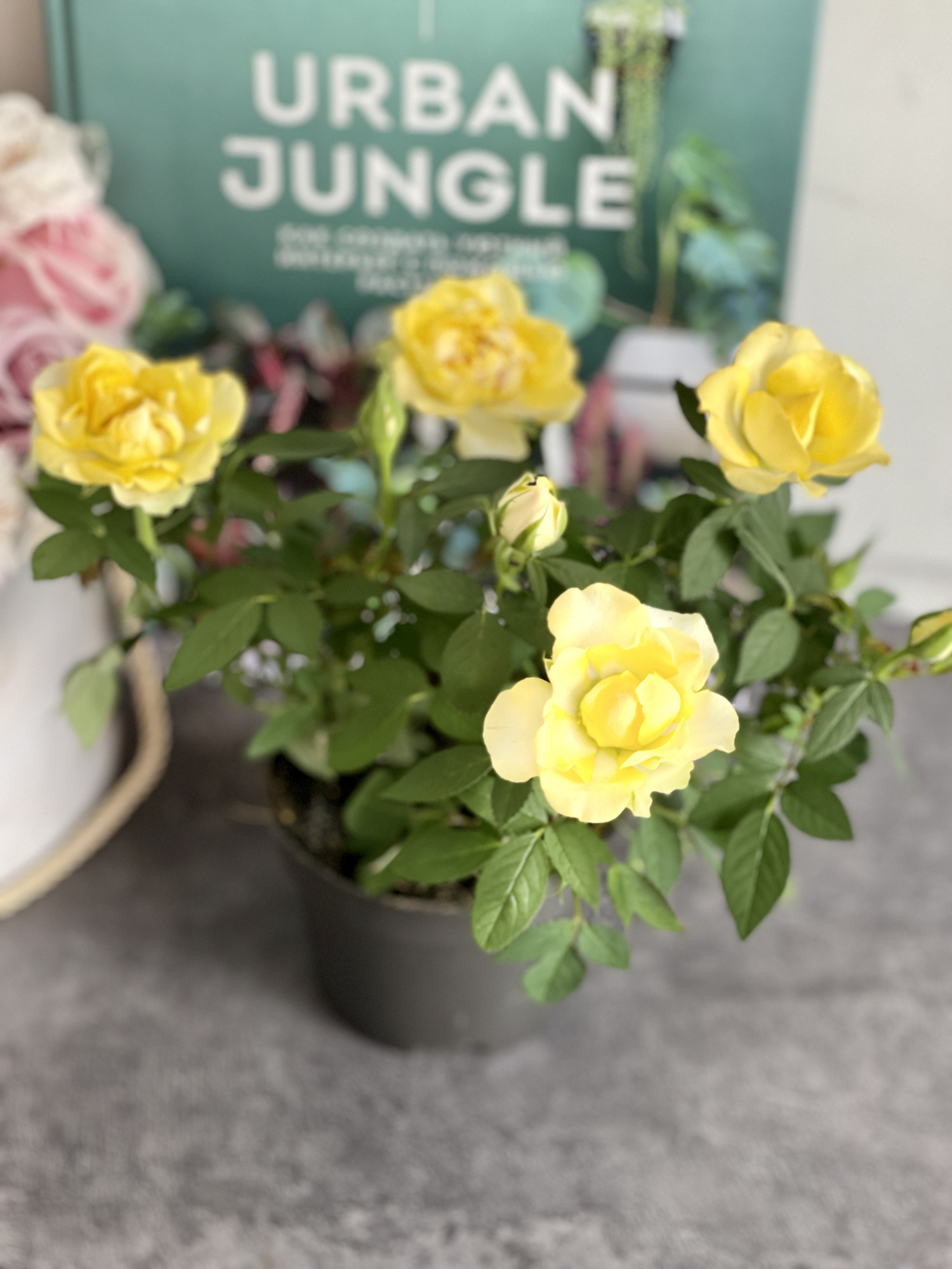 Роза желтая комнатная (Rose Yellow) D9см