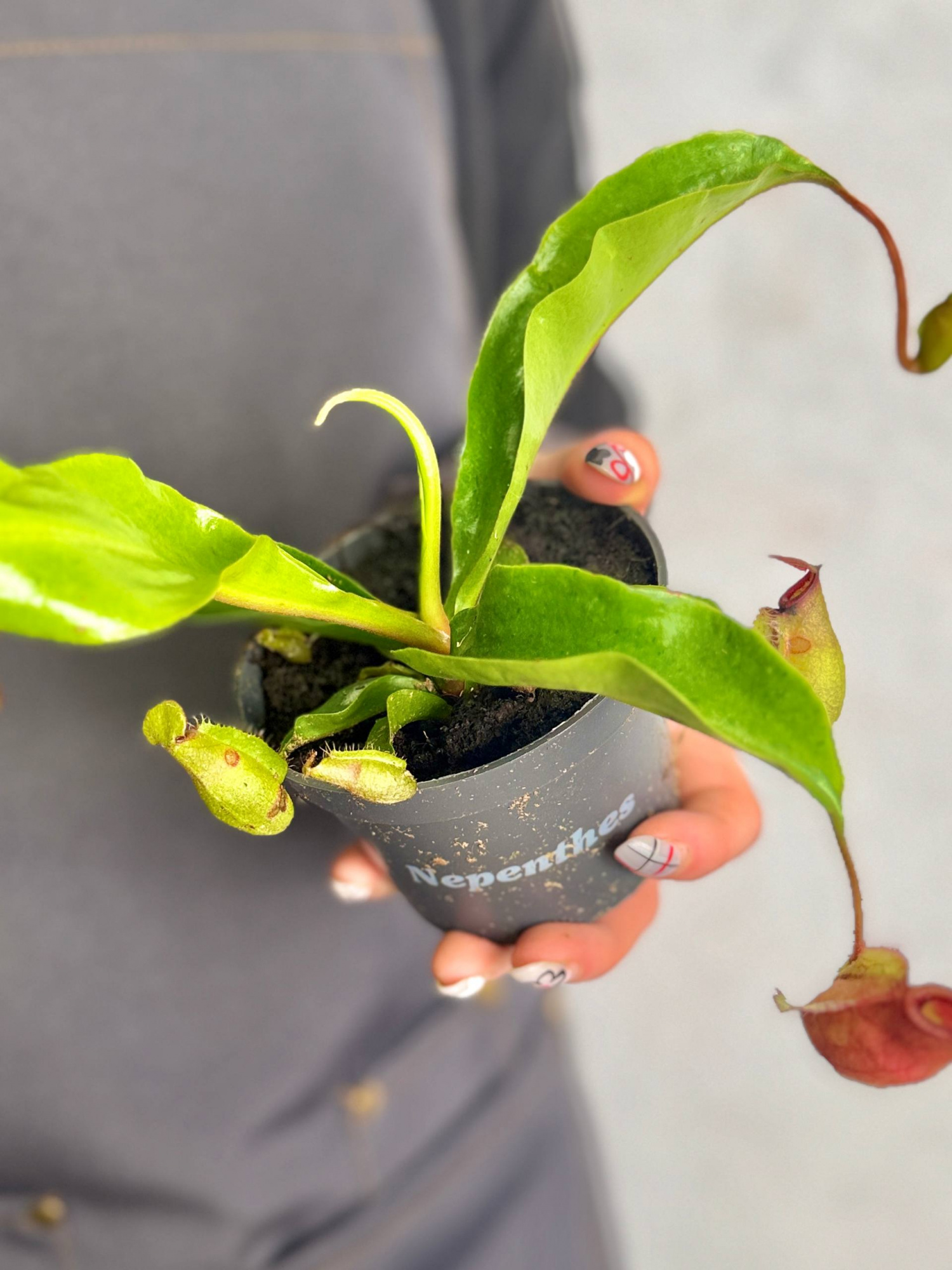 Непентес Ампулярия Зеленая (Nepenthes Ampullaria green) D9см