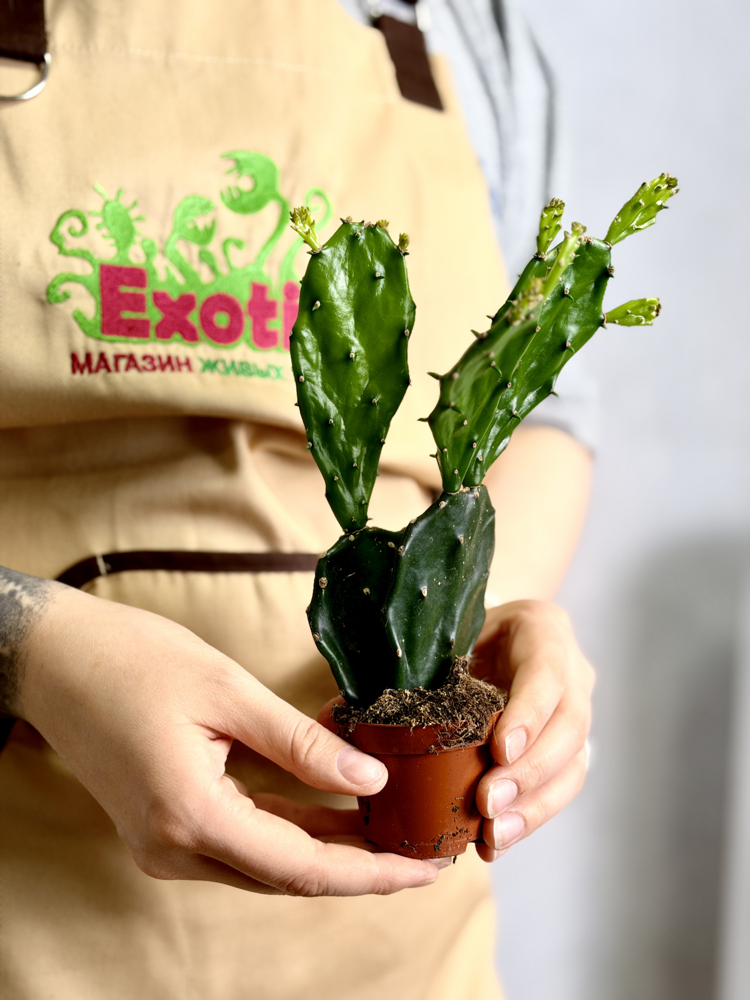 Опунция Ямайская (Opuntia Jamaicensis) D6см