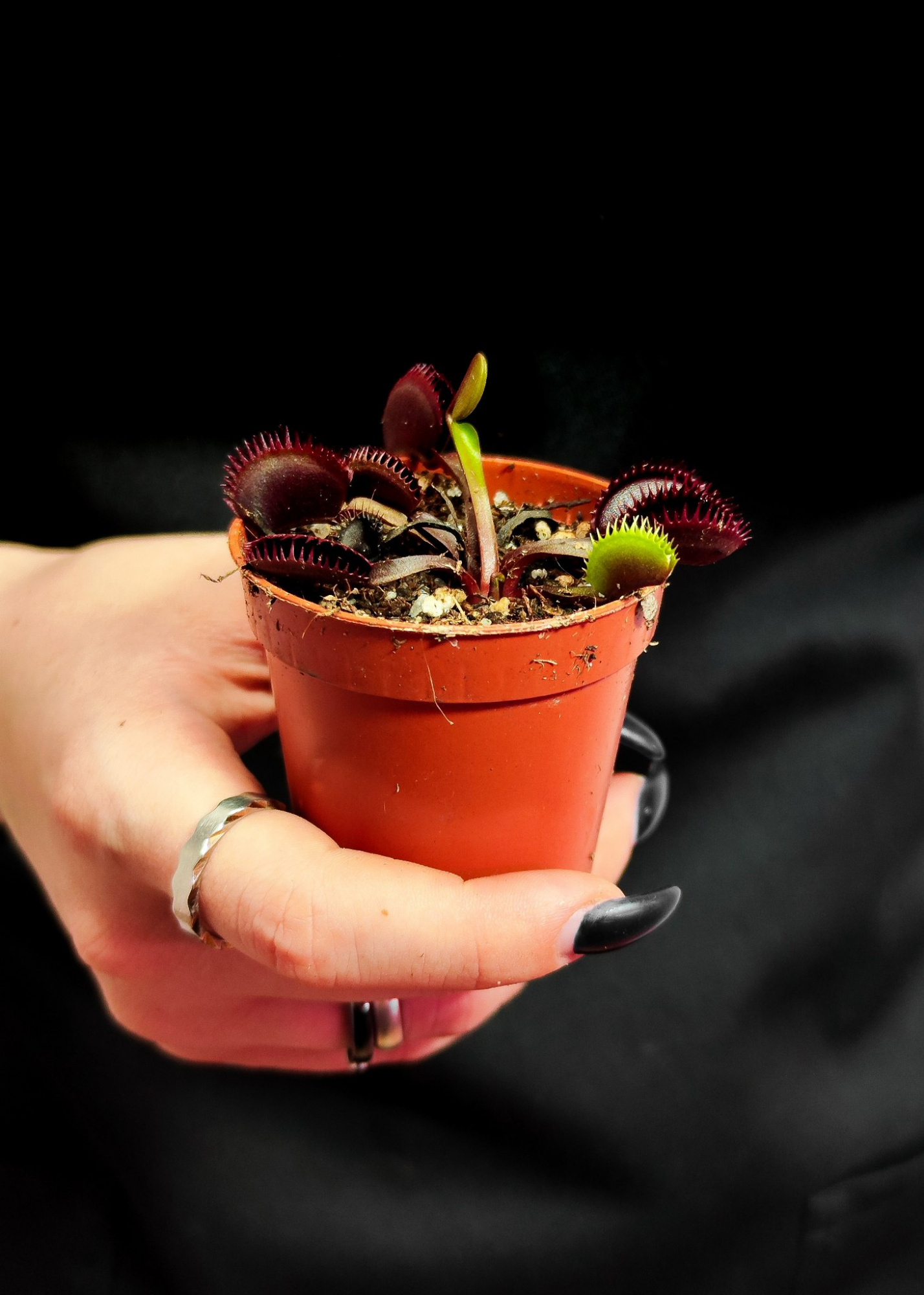 Венерина Мухоловка "Зубья Красной Акулы" (Dionaea Muscipula "Red Shark Teeth") D6см