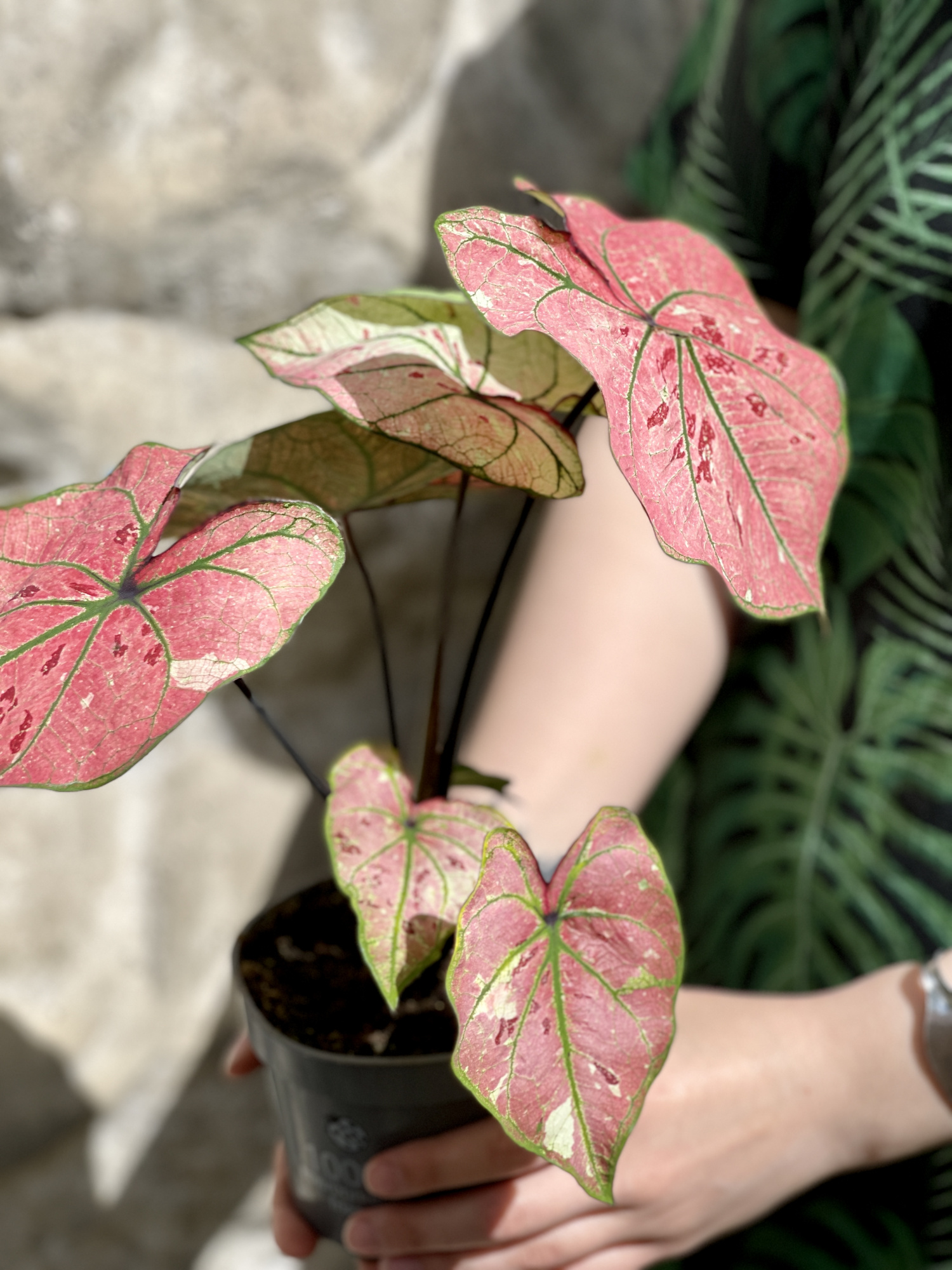 Каладиум Хейди (Caladium Heidi) D12см
