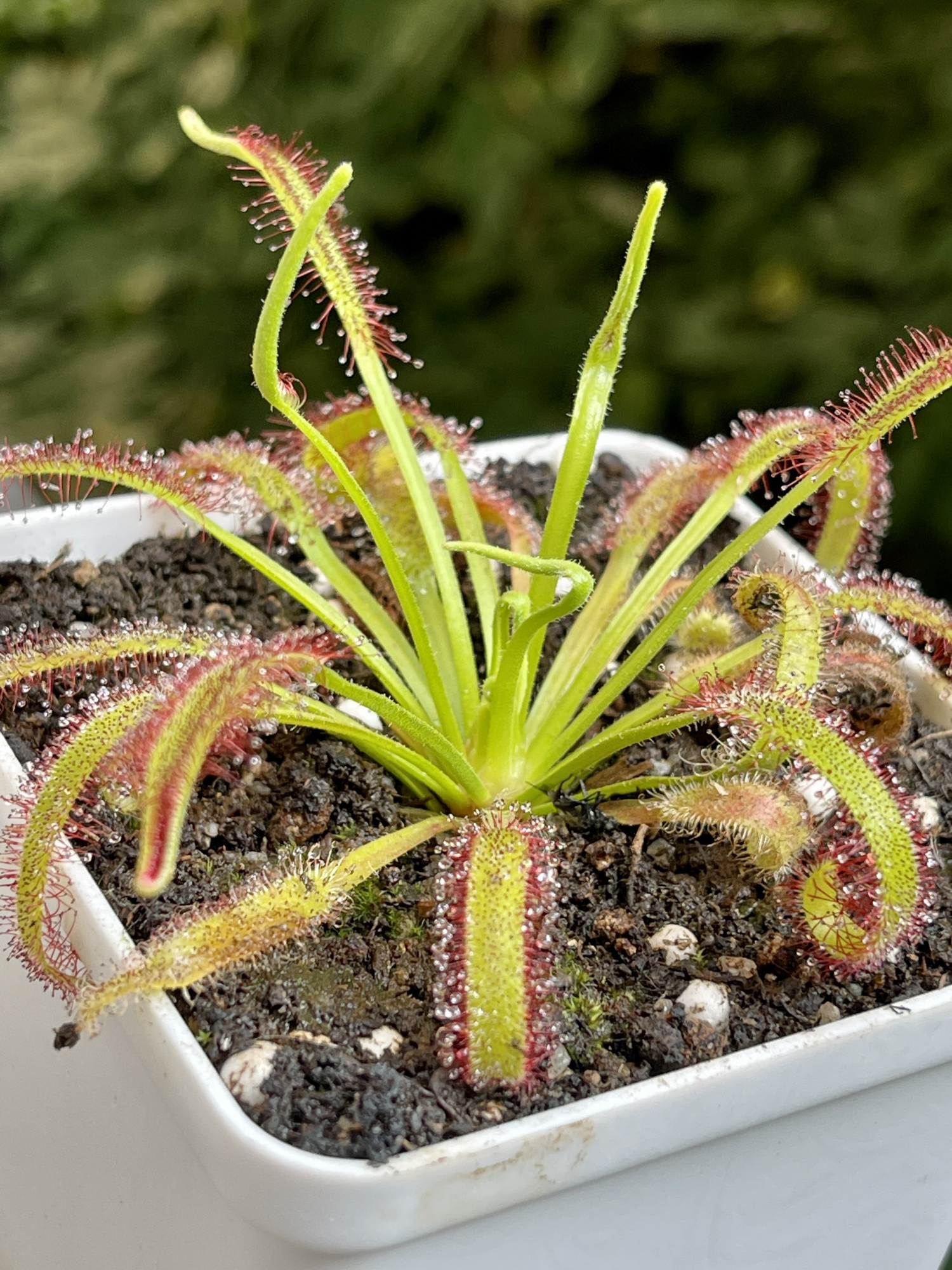 Росянка Капская с широкими листьями (Drosera capensis Broad Leaf) D8см