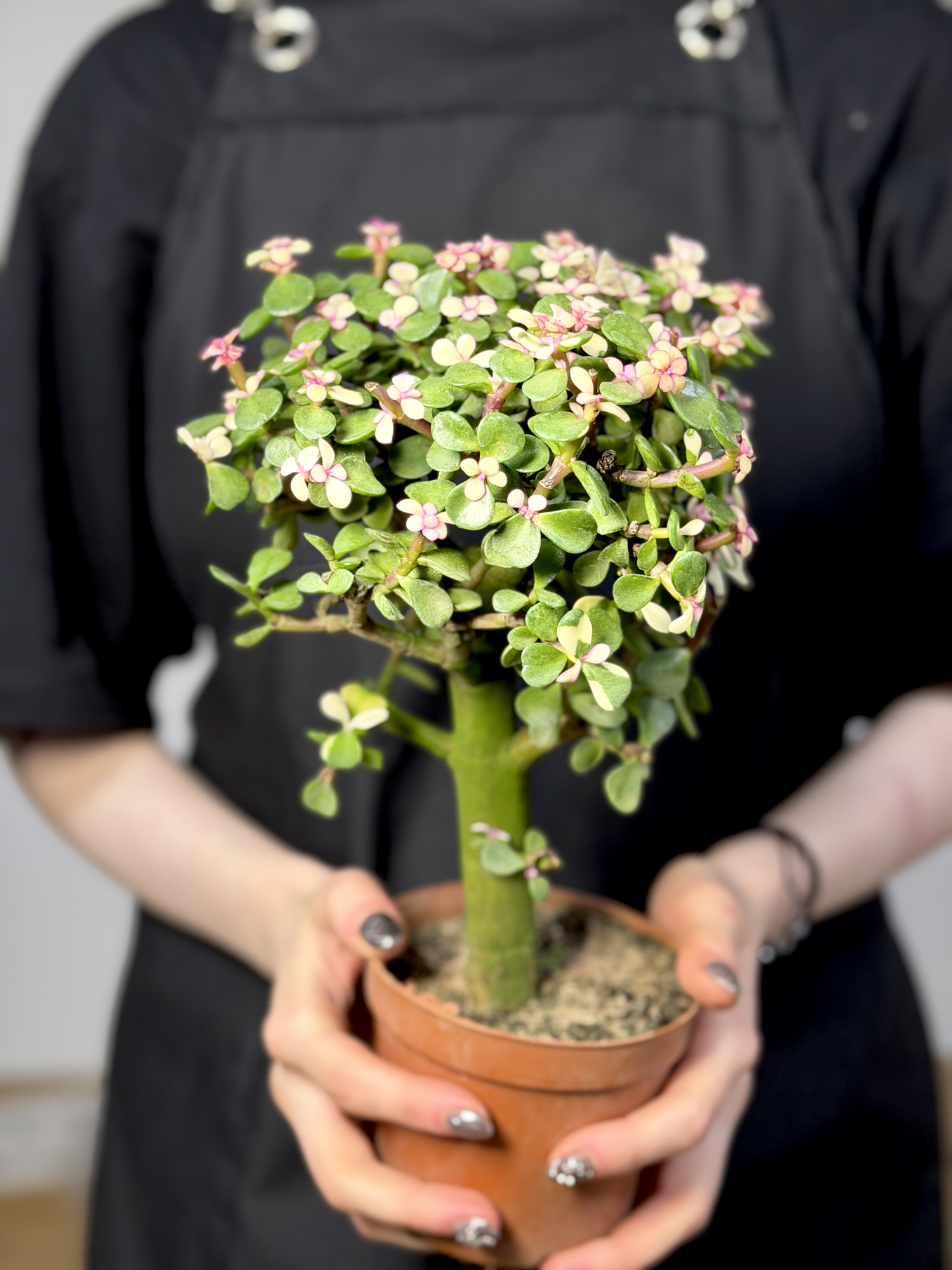 Портулакария Афра, Цветущее Дерево (Portulacaria Afra) D10см