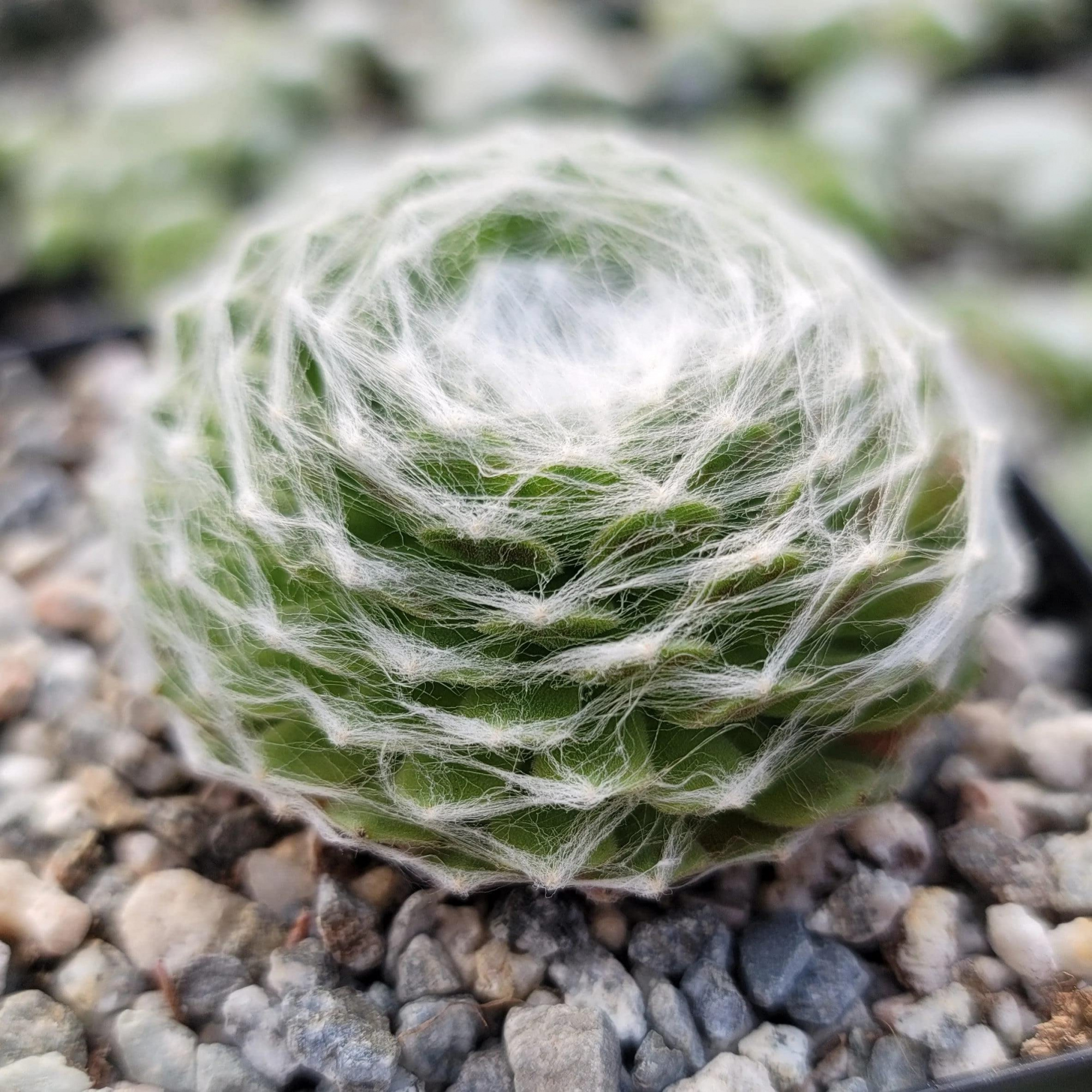 Молодило Паутинистое (Sempervivum Аrachnoideum) D5см
