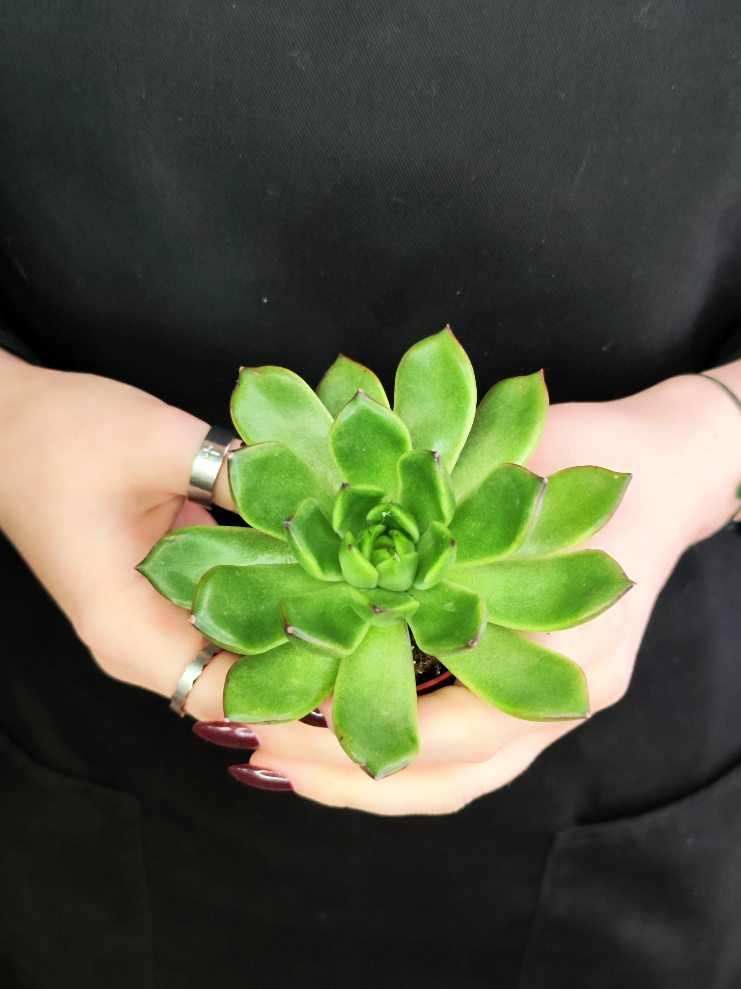 Эхеверия Агавовидная (Echeveria Agavoides) D5см