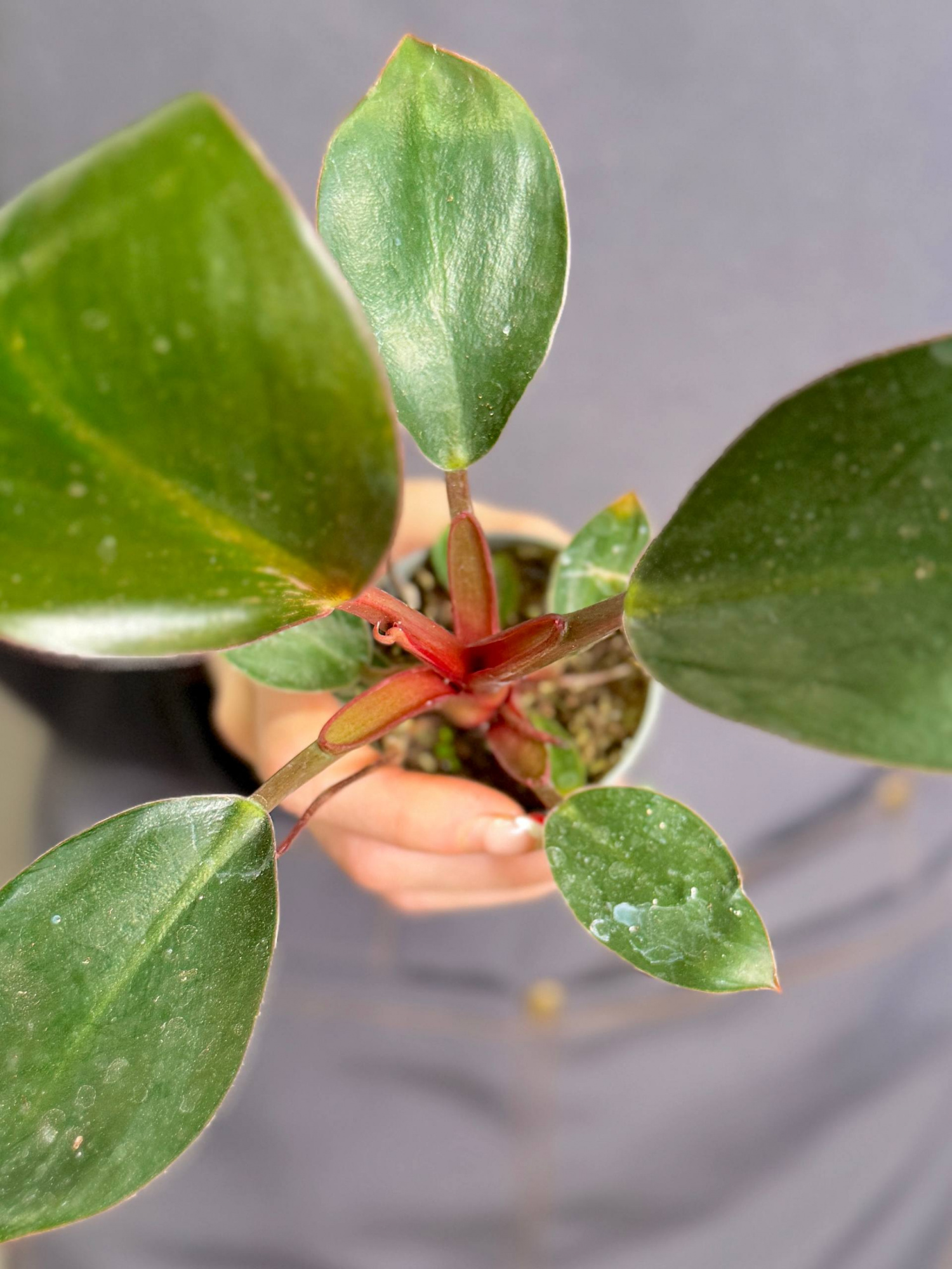 Филодендрон Роджо Конго (Philodendron Rojo Congo) D6см