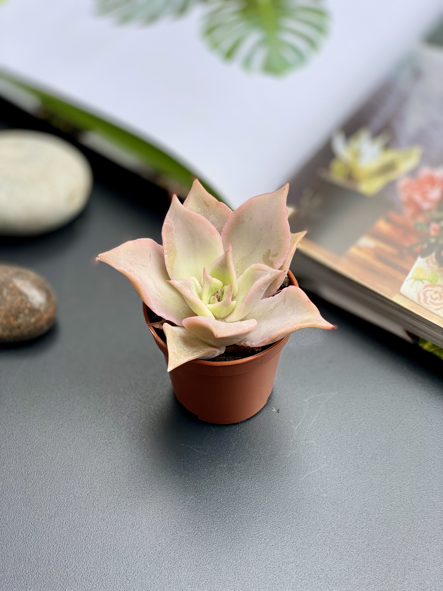 Эхеверия Мадиба (Echeveria Madiba) D5см