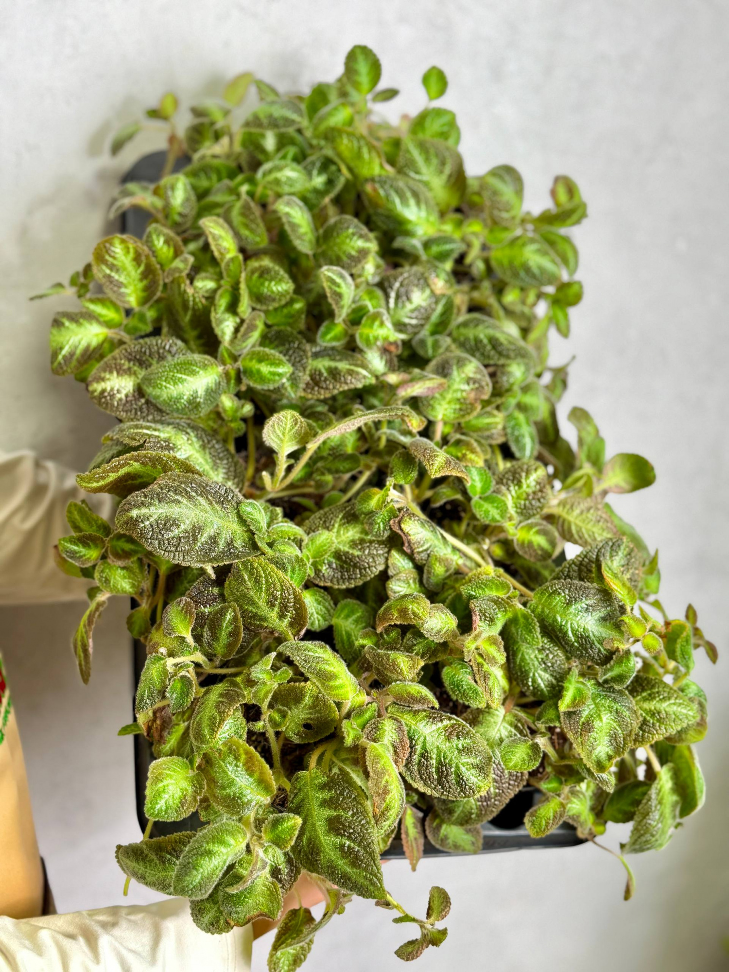 Эписция Розовая Пантера (Episcia Pink Panther) D12см