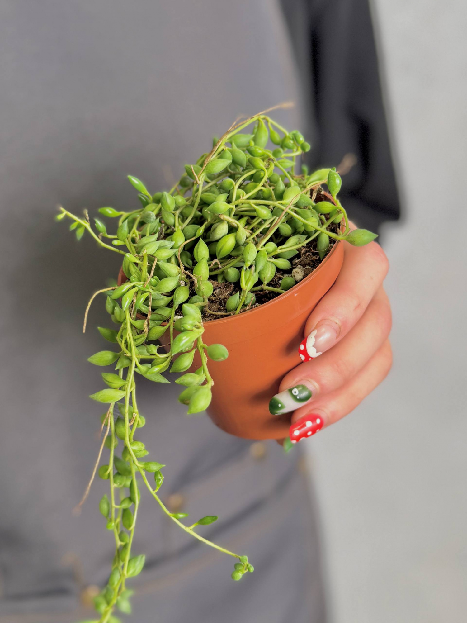 Крестовник Геррейна (Senecio Herreianus) D8,5см
