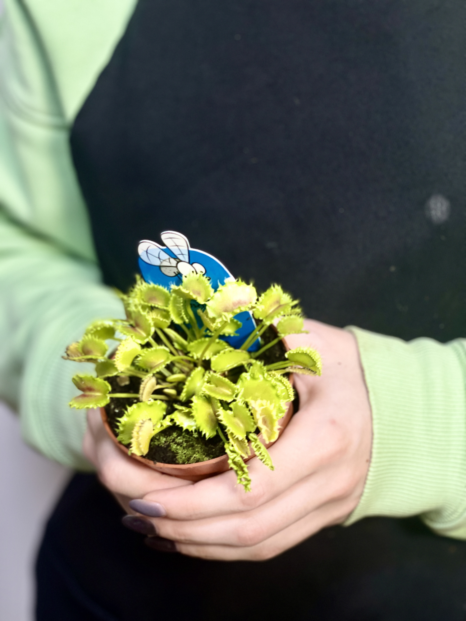 Венерина Мухоловка Зип (Dionaea Muscipula Zipp) D9см
