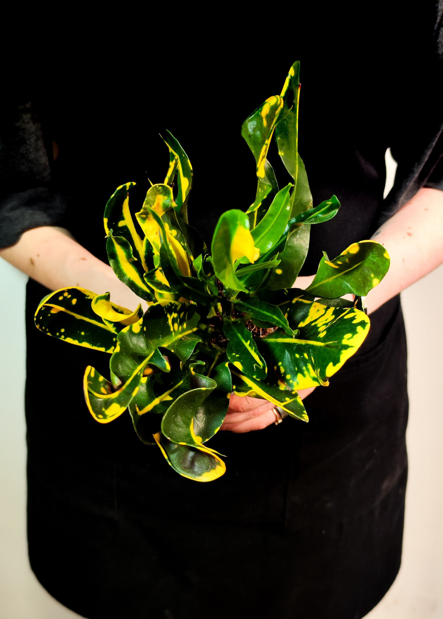 Кодиеум Мамми Йеллоу (Codiaeum Mammy Yellow) D6см