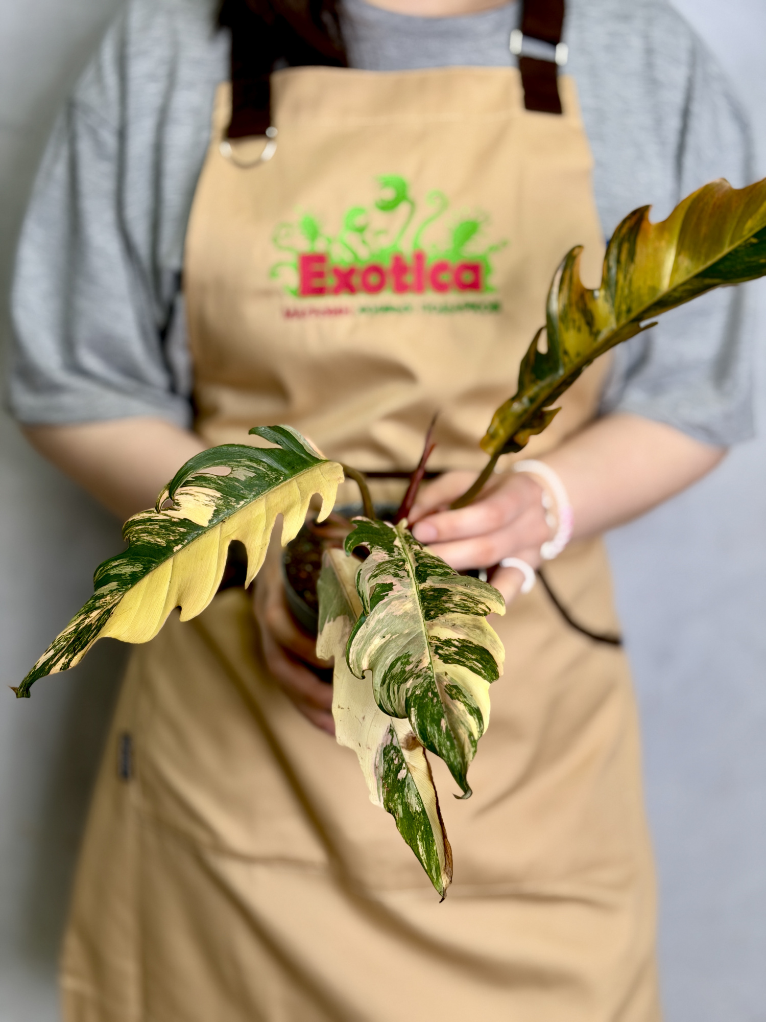 Филодендрон Карамель Марбл Вариегатный (Philodendron Caramel Marble Variegated) D12см