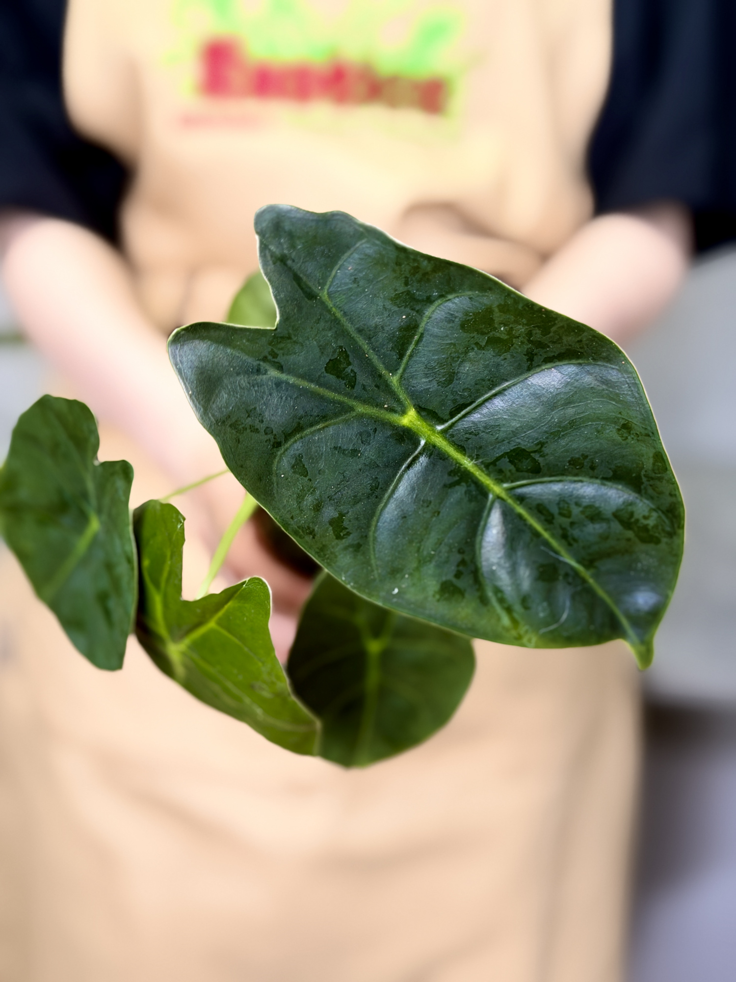 Алоказия Голден Бонни (Alocasia Golden Bone) D8см