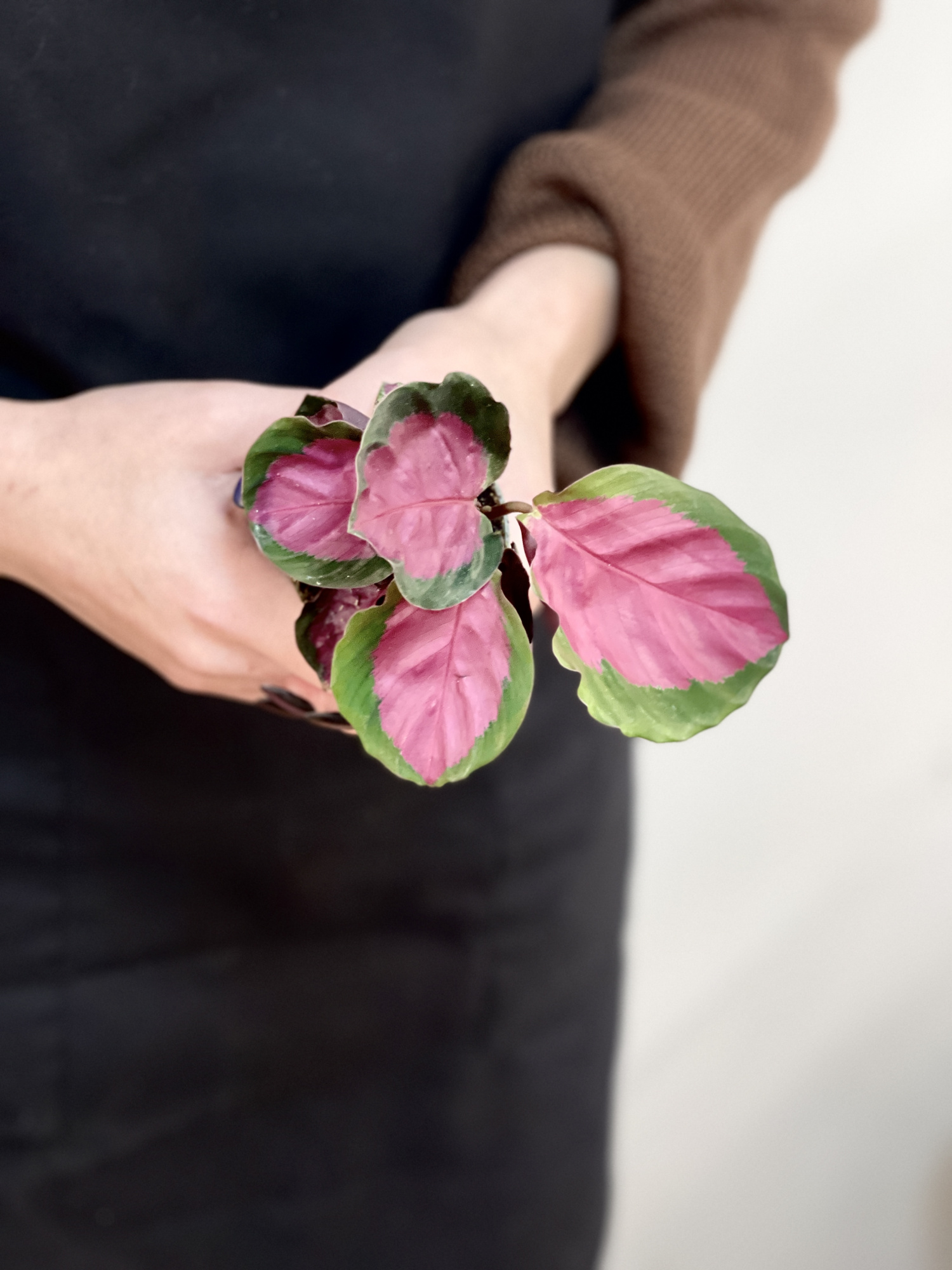 Калатея Розеопикта Рози (Calathea Roseopicta Rosy) D6см