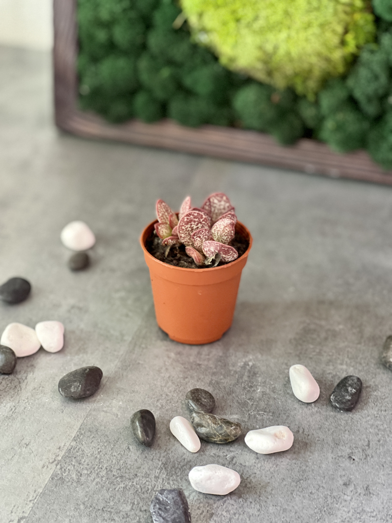 Адромискус Салико Хеартс (Adromischus Calico Hearts) D5см