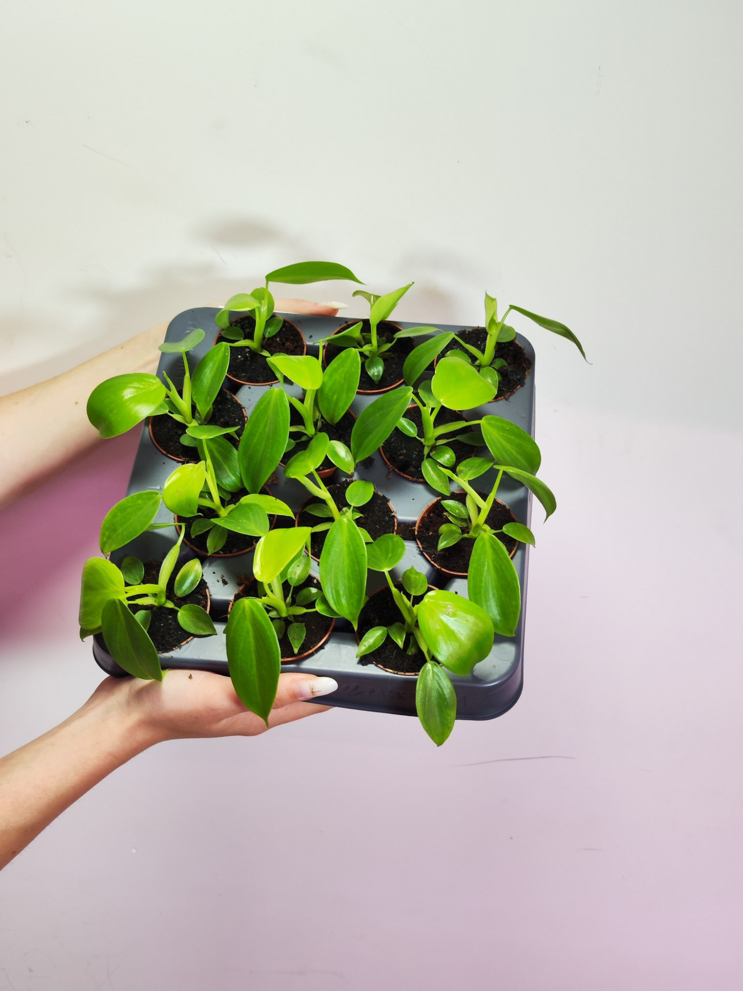 Филодендрон Питтьери (Philodendron Pittieri) D6см
