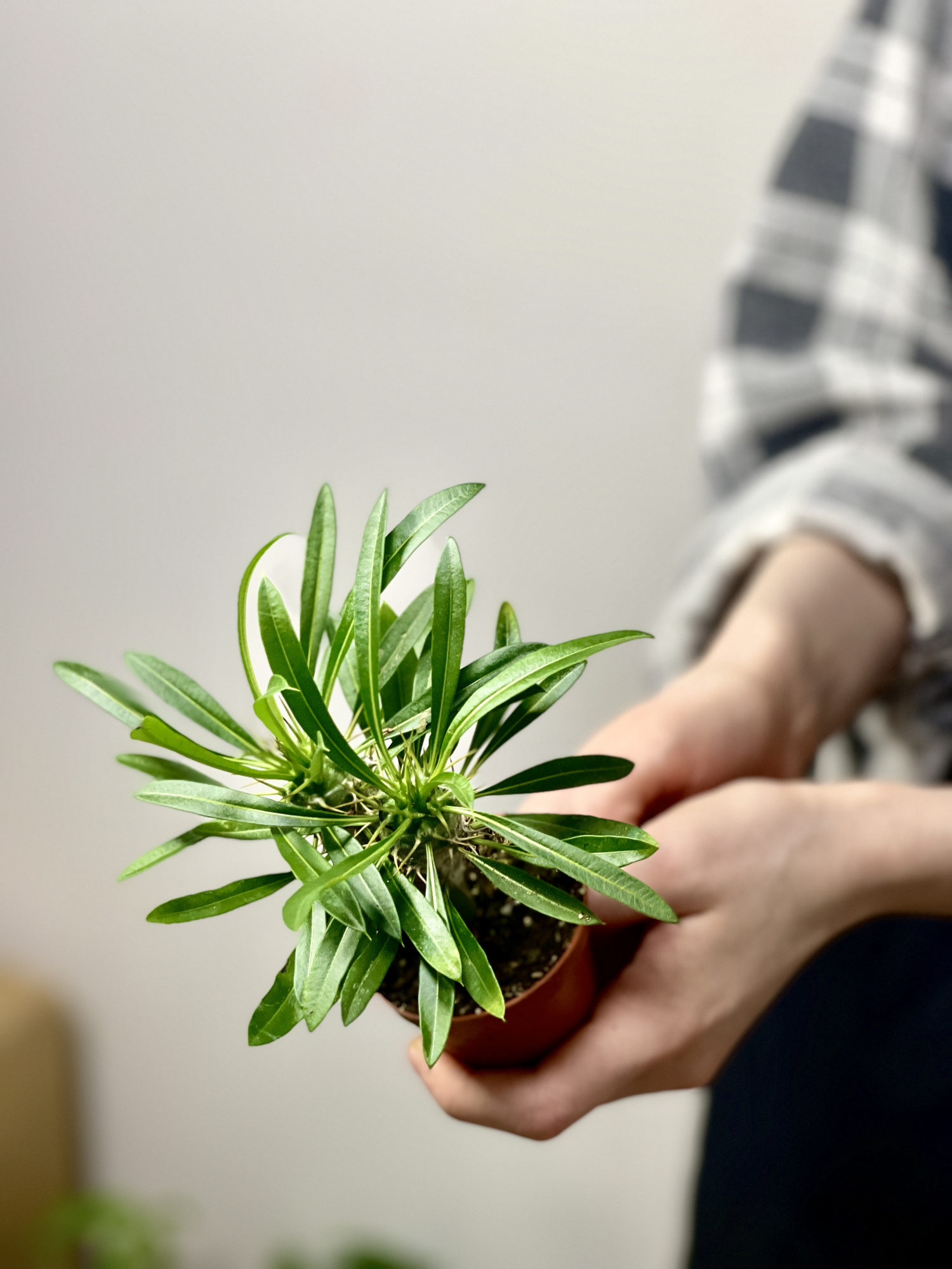 Пахиподиум Ламера, Суккулентное Дерево (Pachypodium Lamerei) D6см