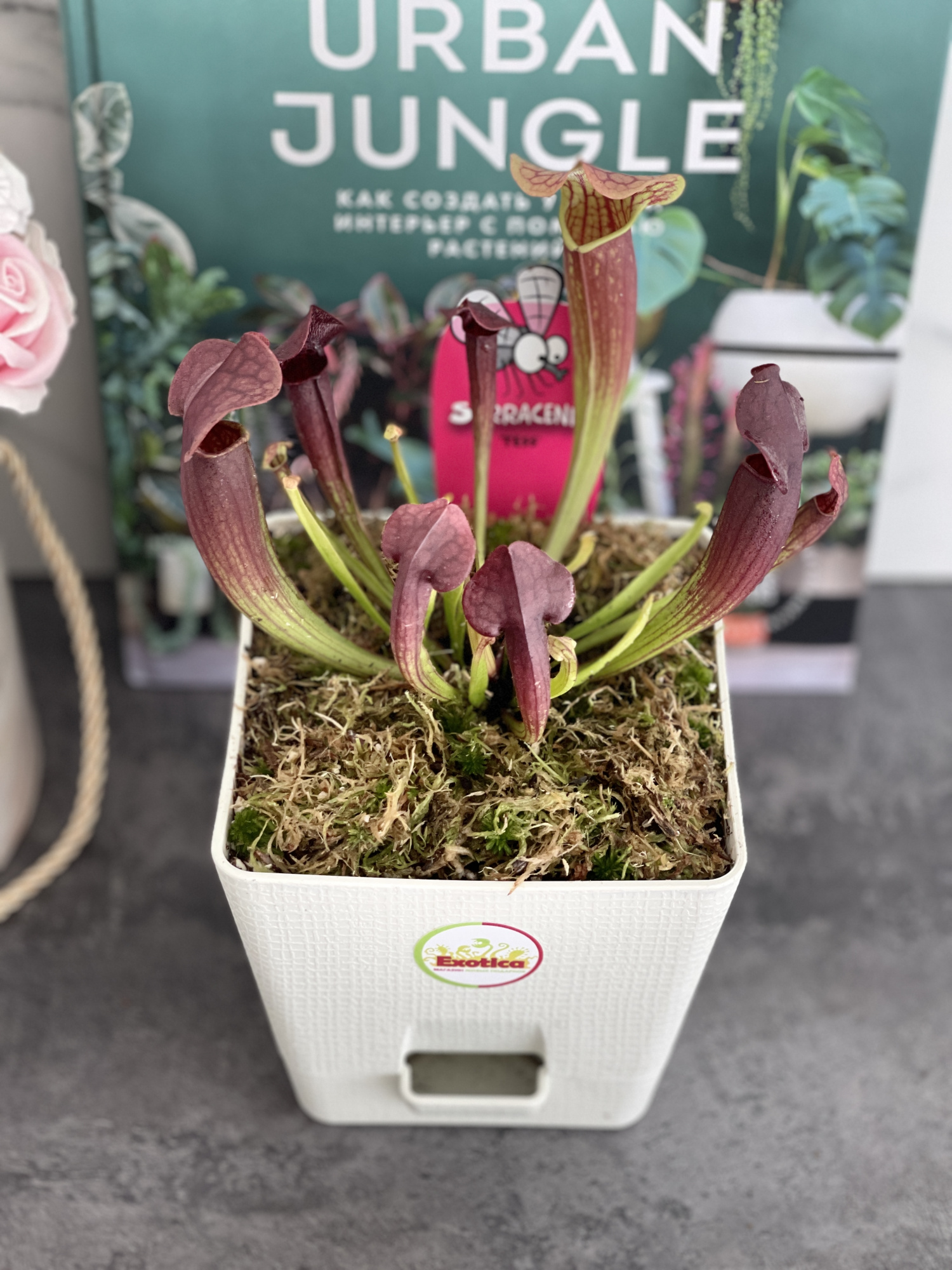 Саррацения Тесс (Sarracenia Tess) пересаженная D12см