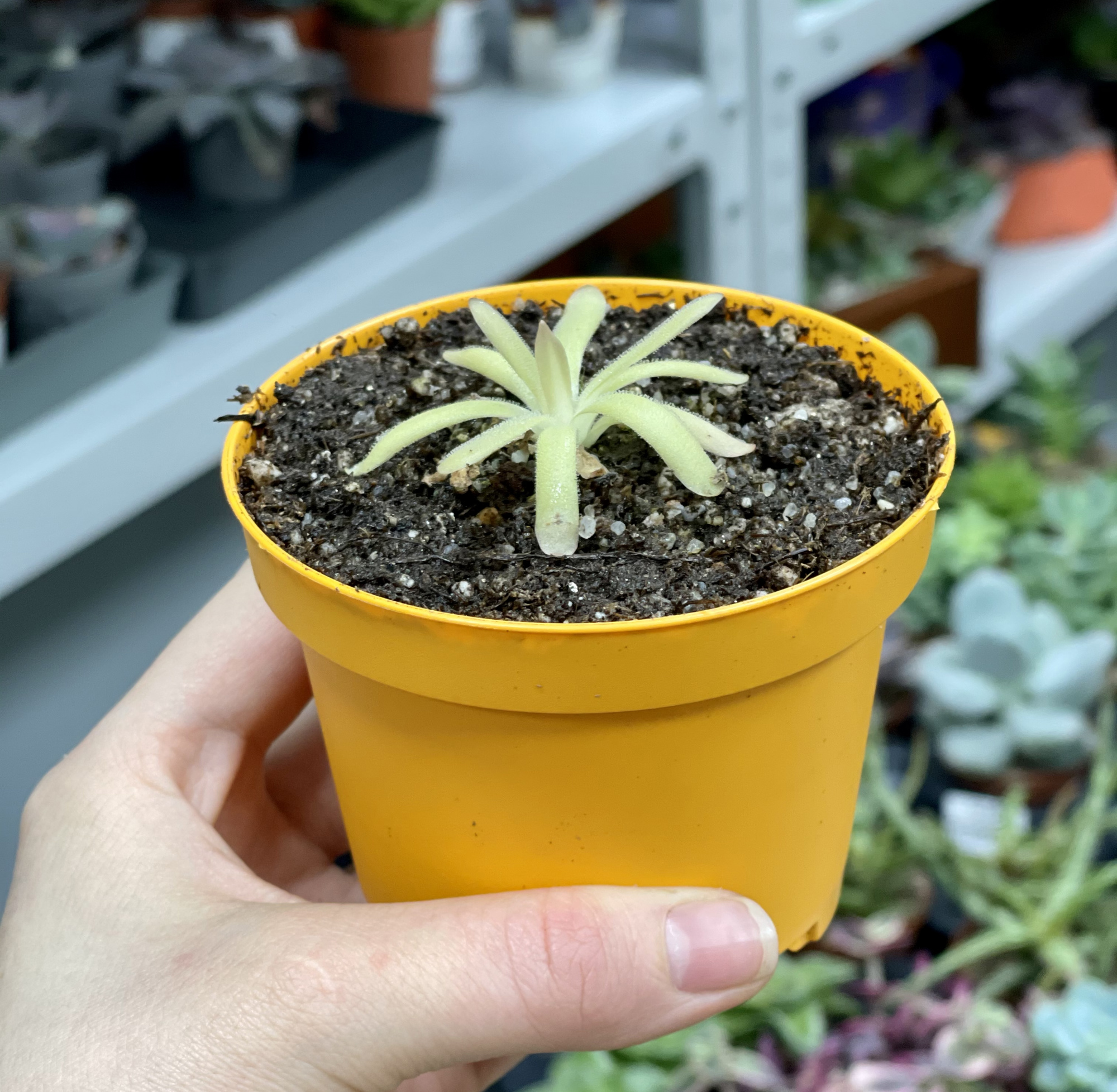 Жирянка gracilis x moctezumae D9см