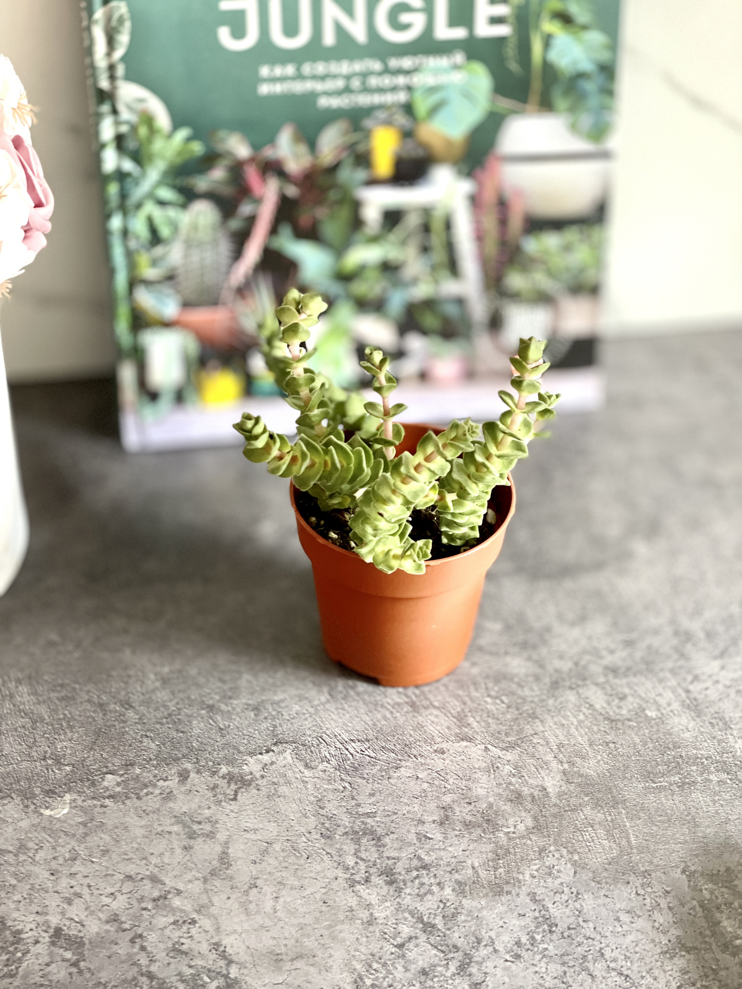 Крассула Грин Пагода (Crassula Green Pagoda) D8,5см
