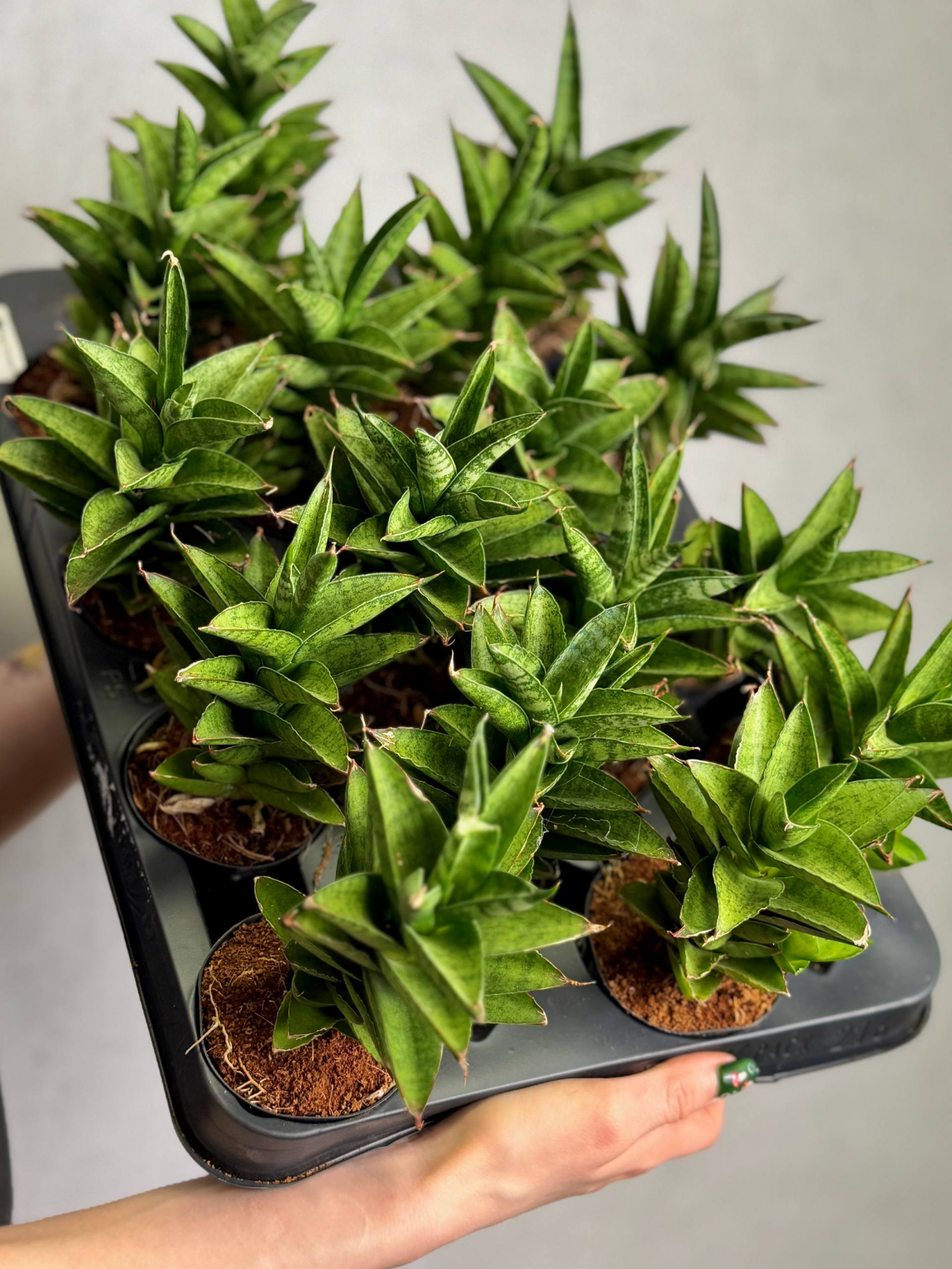 Сансевиерия Цилиндрическая Старшутер (Sansevieria Cylindrica Starshooter) D7см
